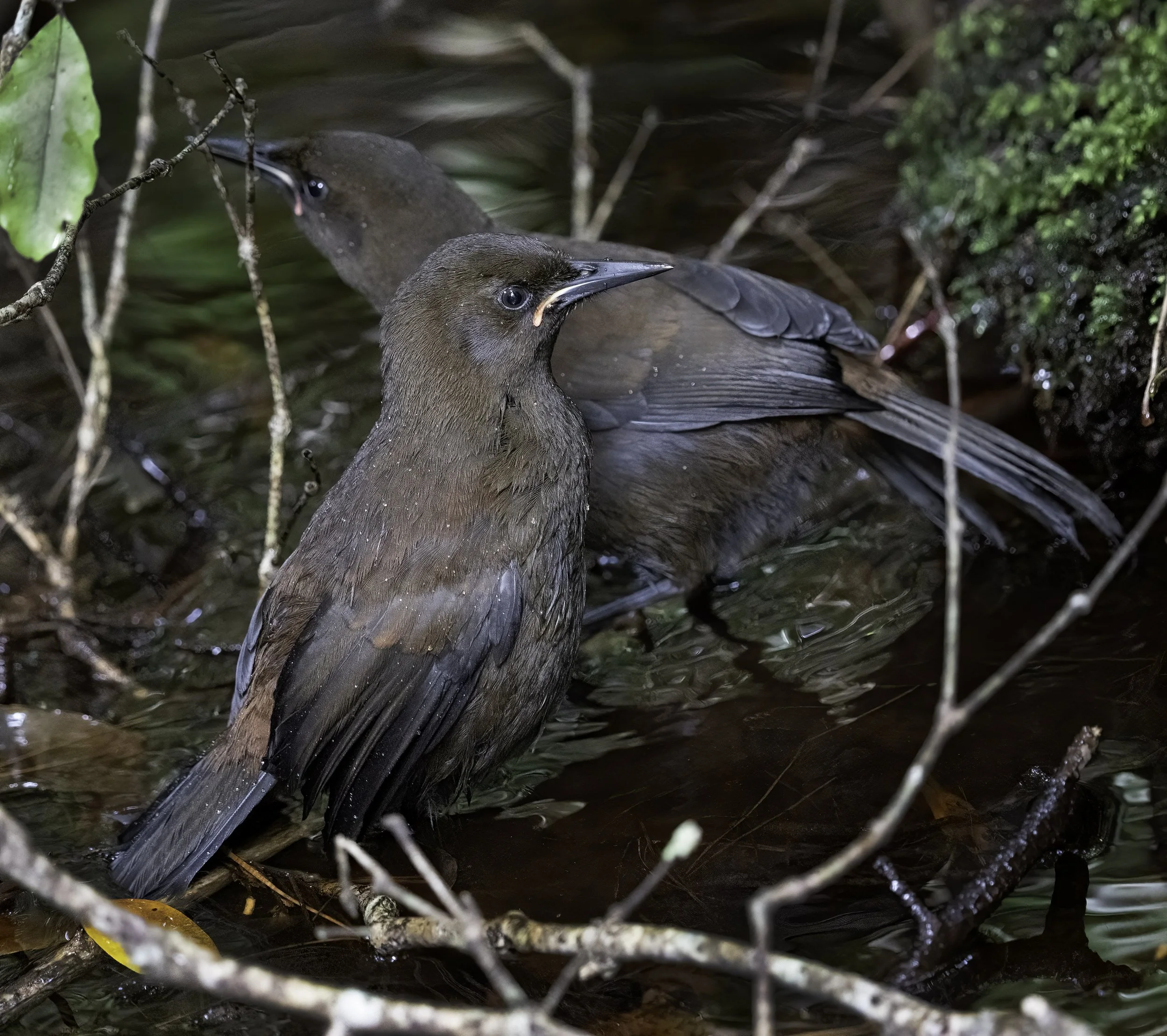 South Island Saddleback