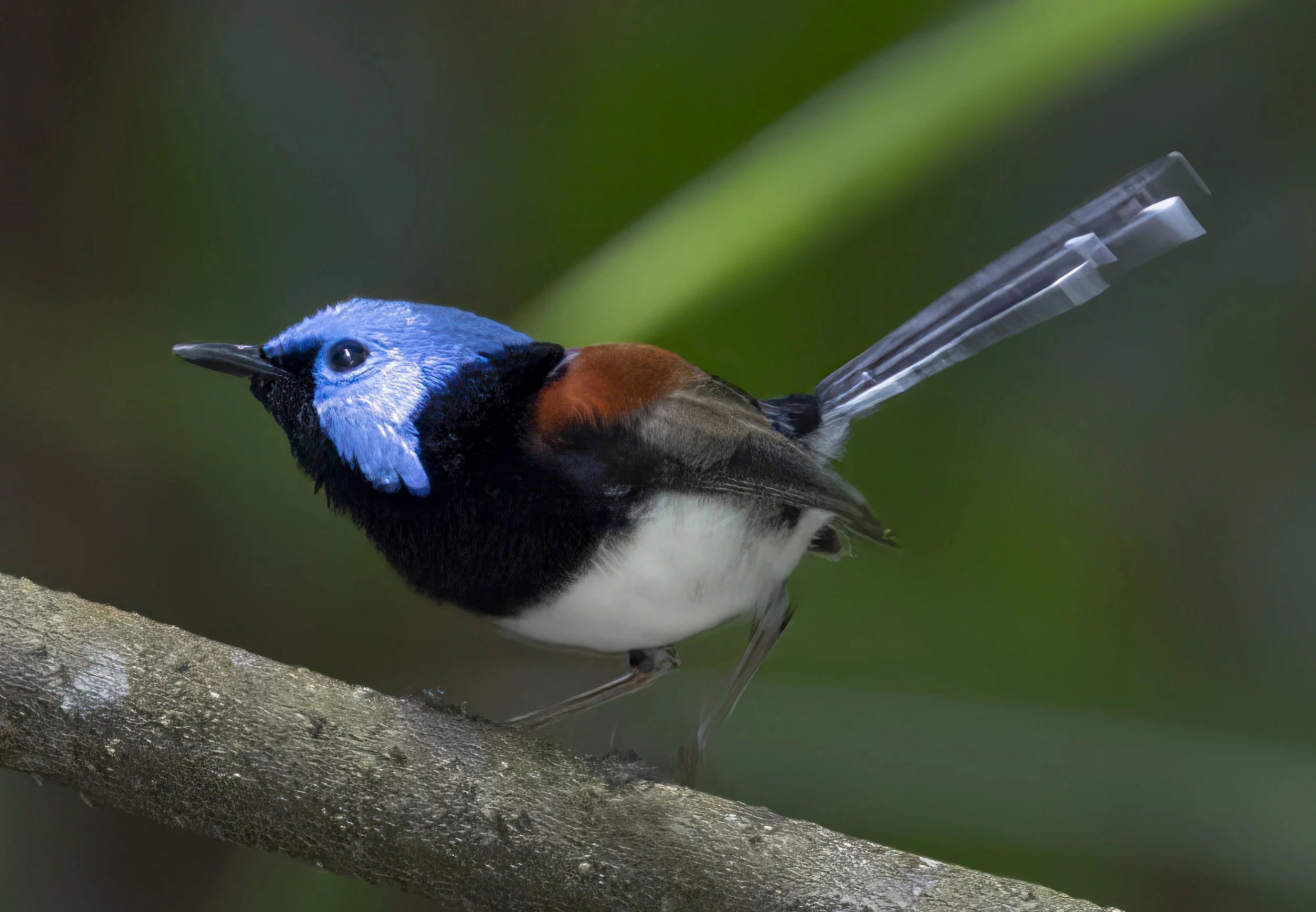 Lovely Fairywren