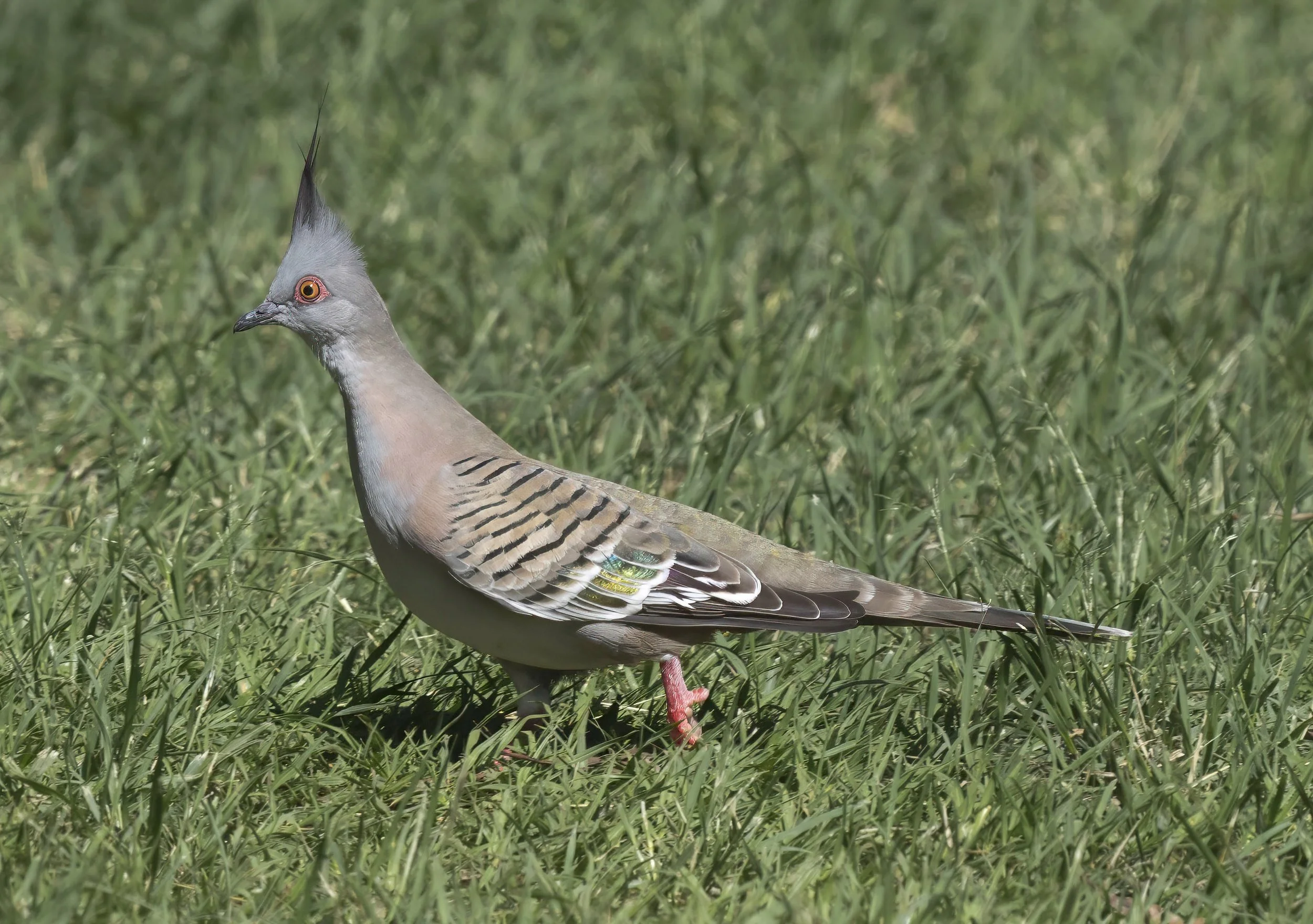 Crested Pigeon