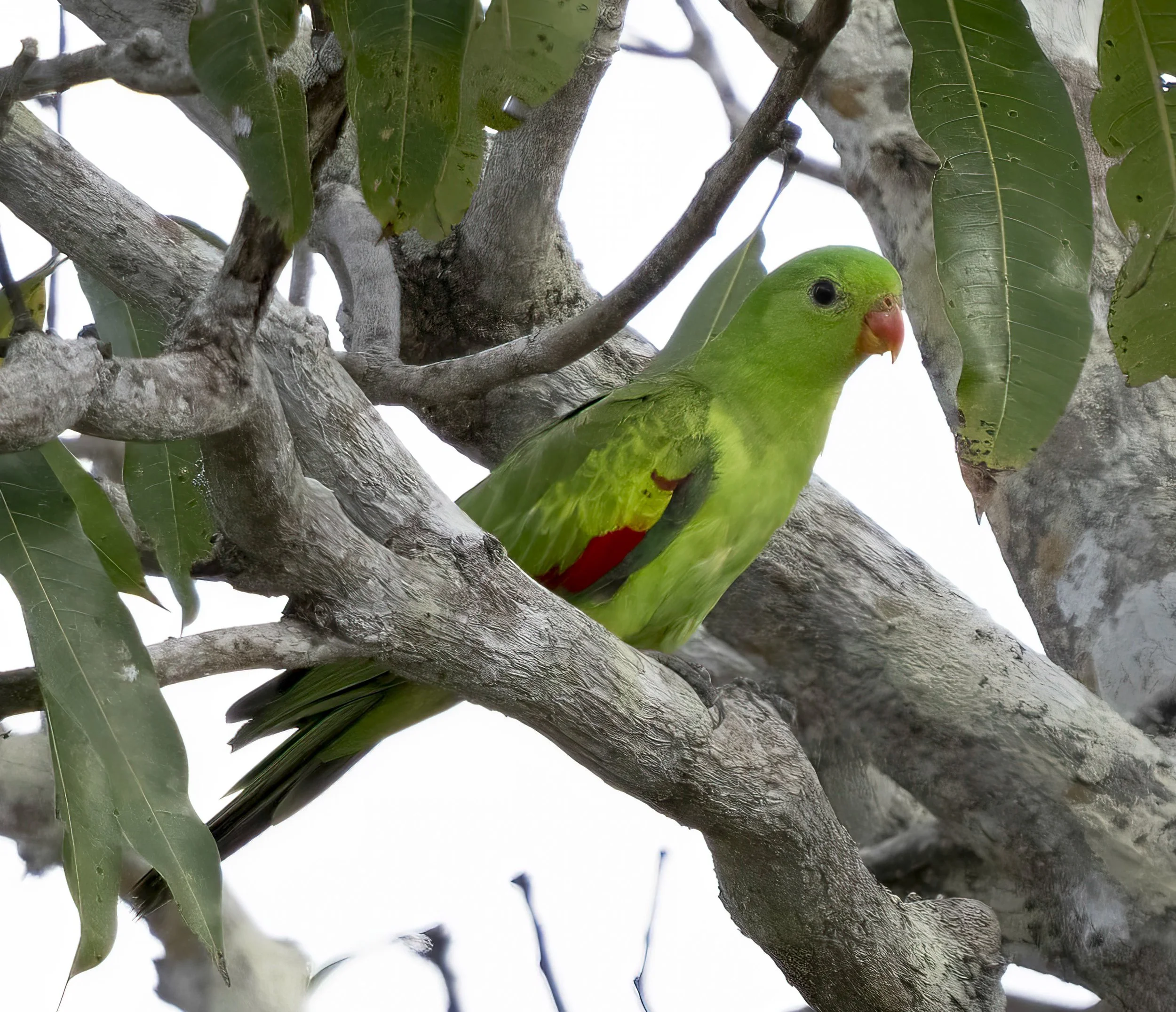Red Winged Parrot