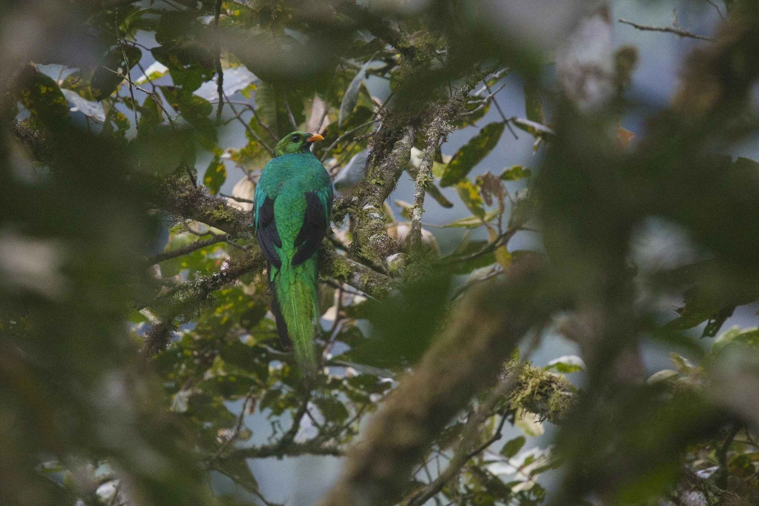 Golden Headed Quetzal