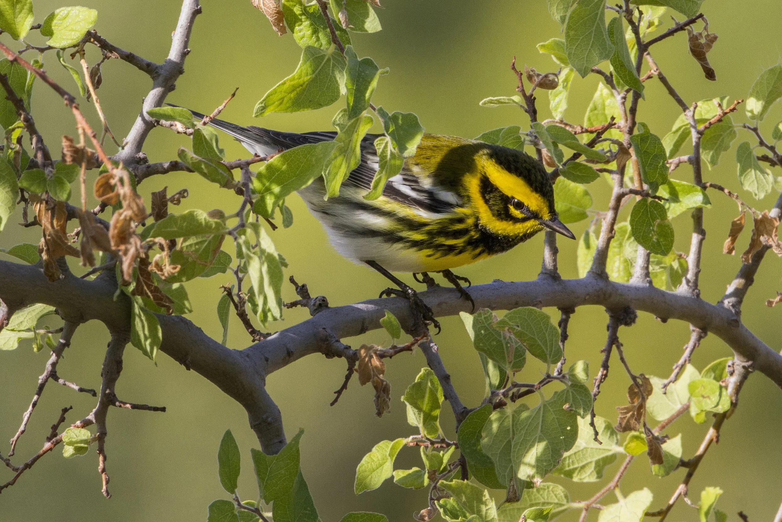 Townsend's Warbler