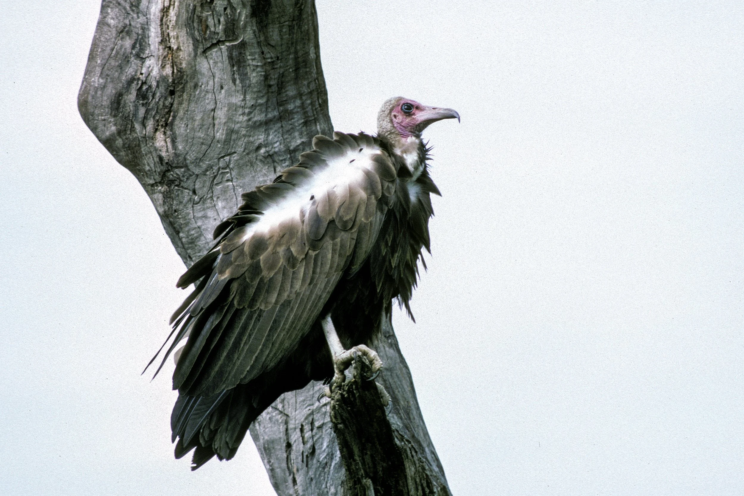 Hooded Vulture