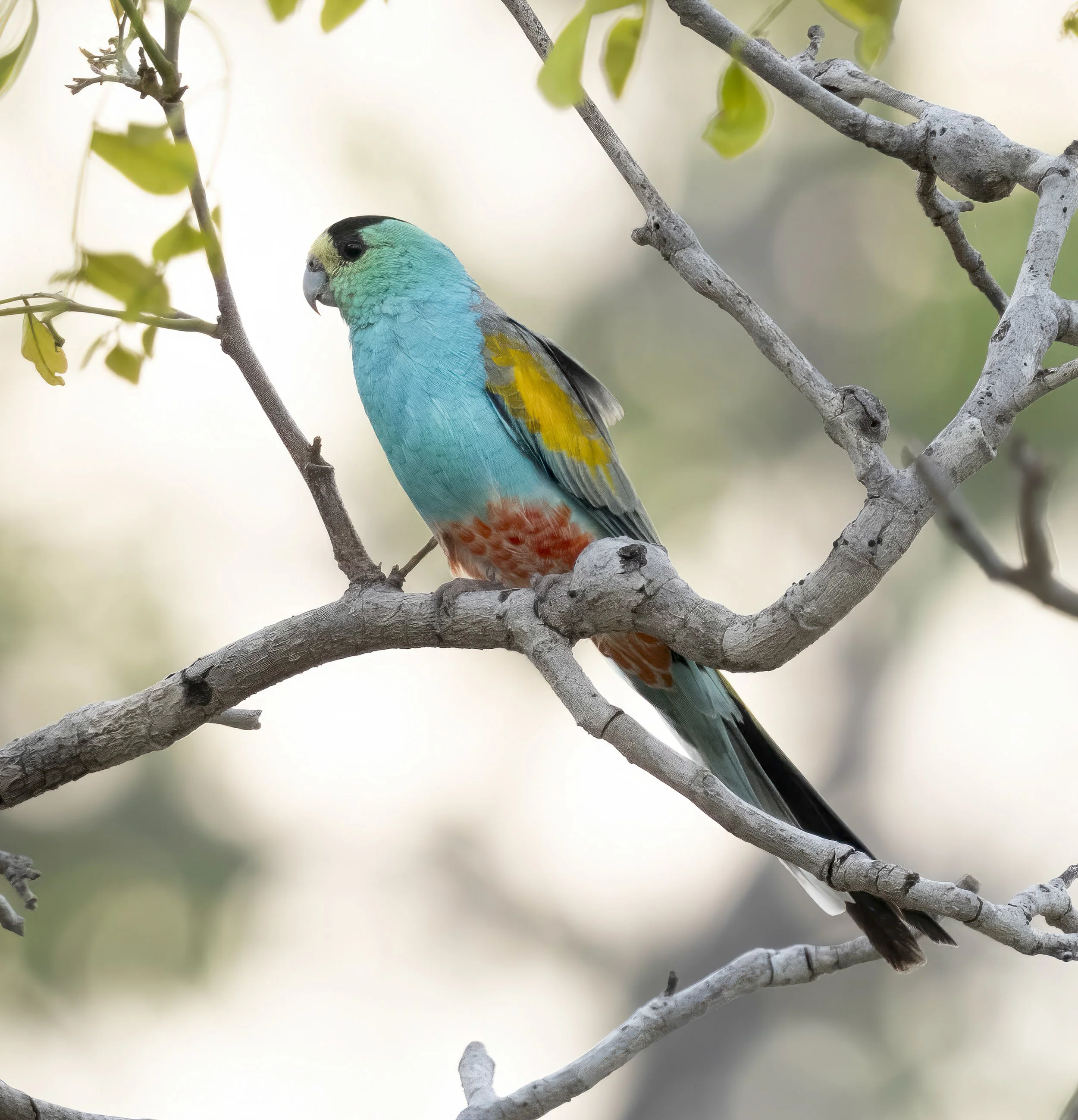Golden Shouldered Parrot