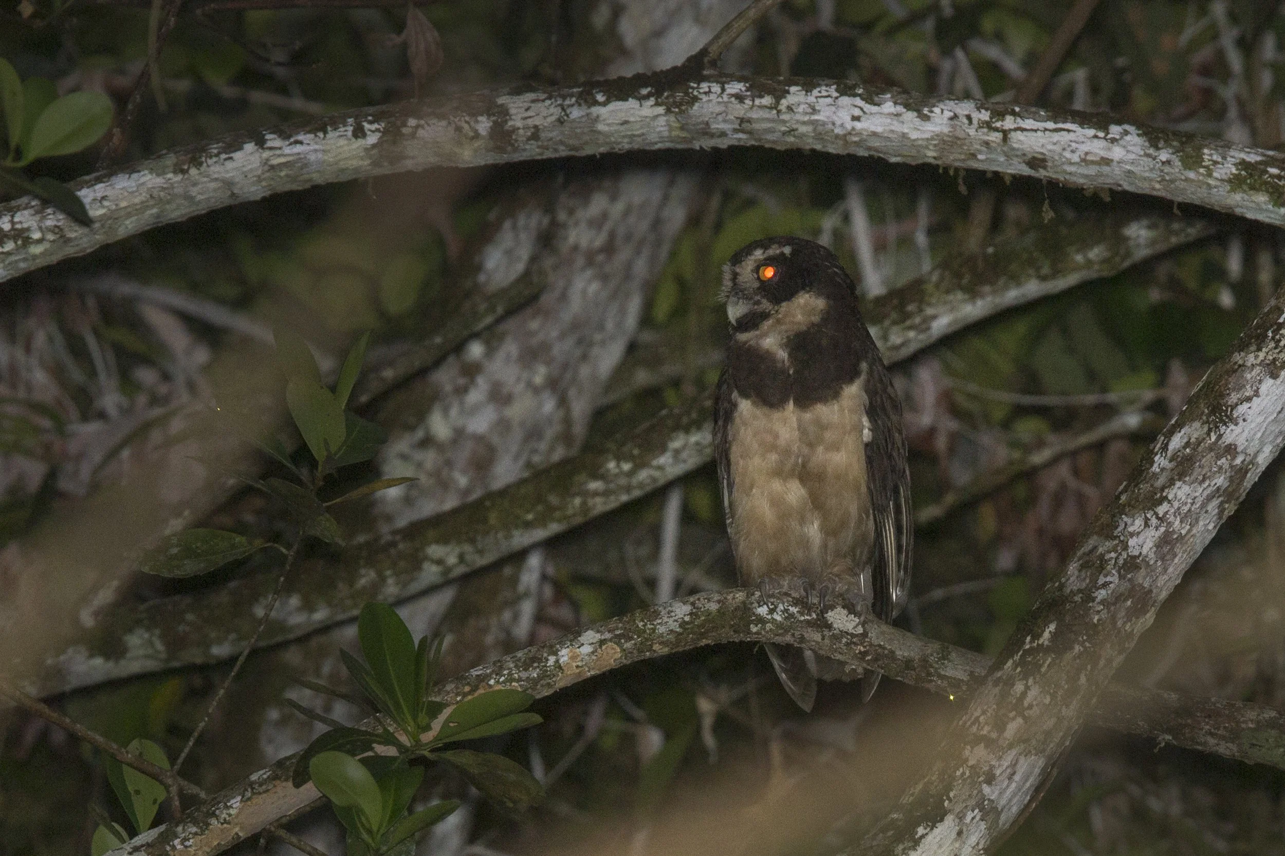 Spectacled Owl 