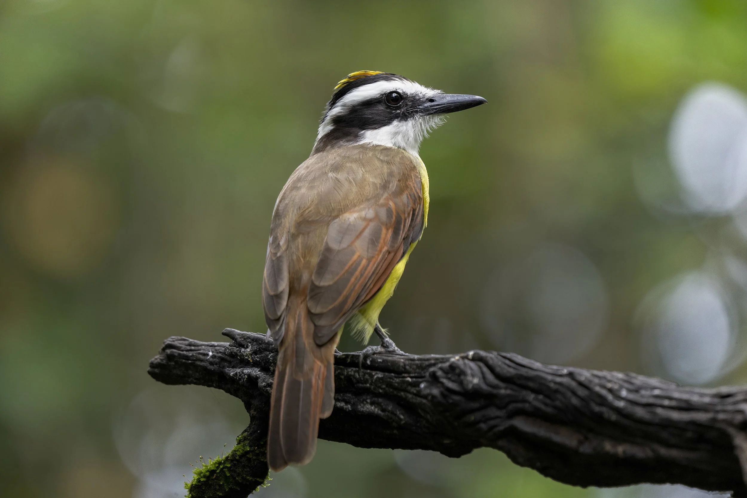 Great Kiskadee