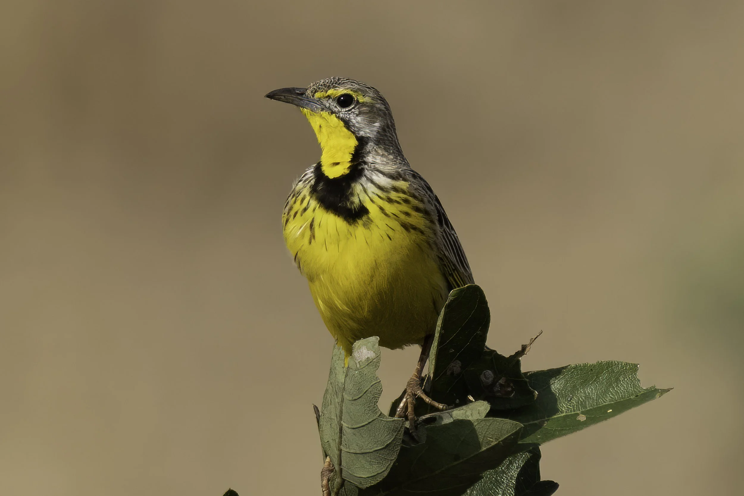 Yellow Throated Longclaw