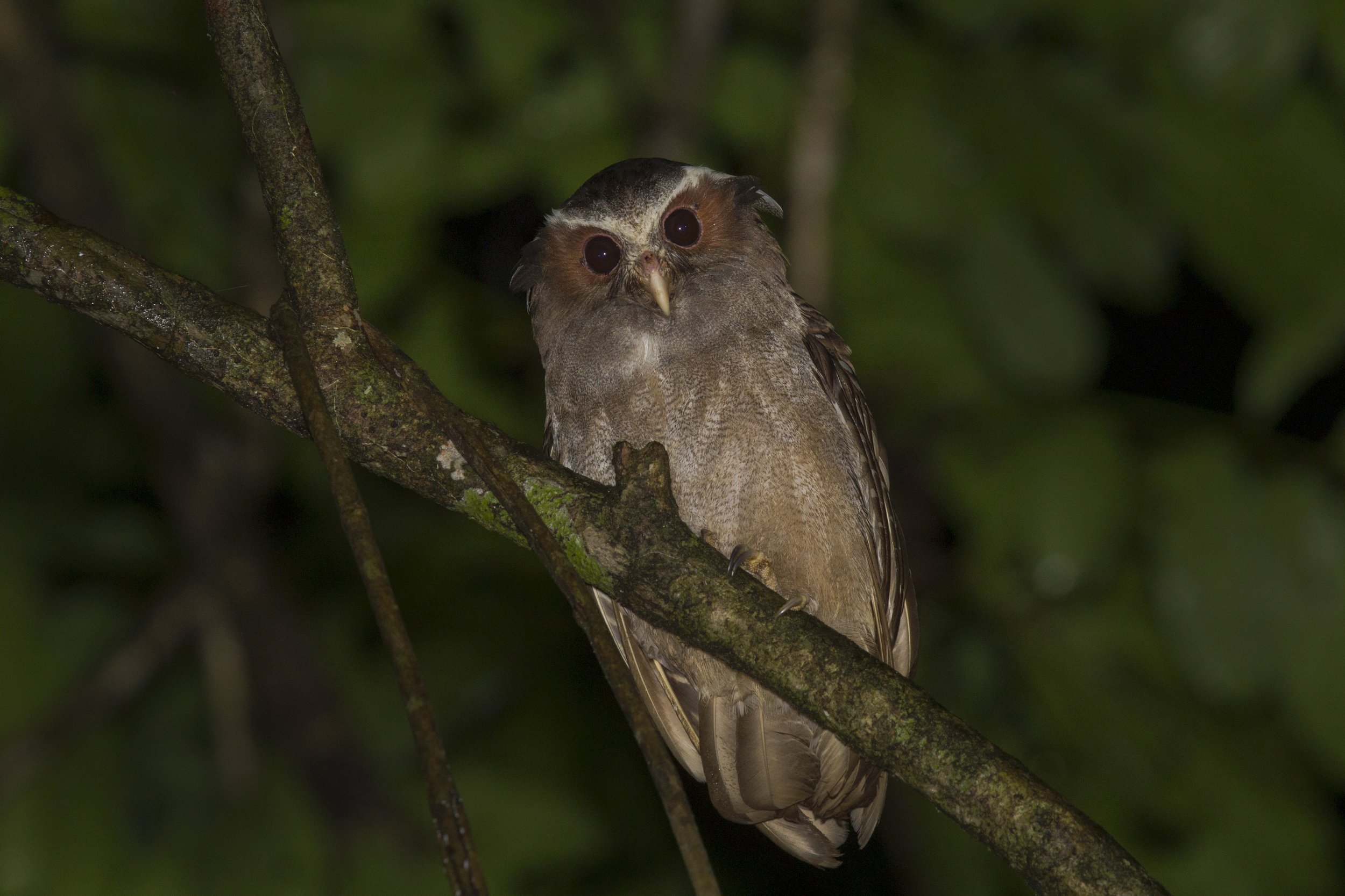 Crested Owl 