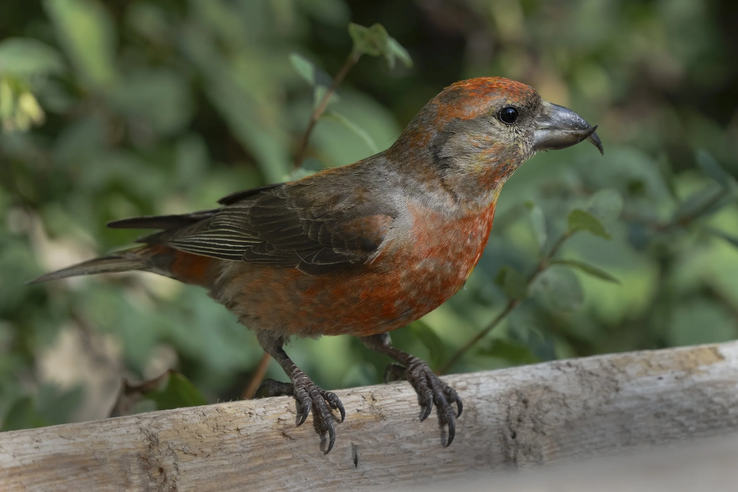 Red Crossbill