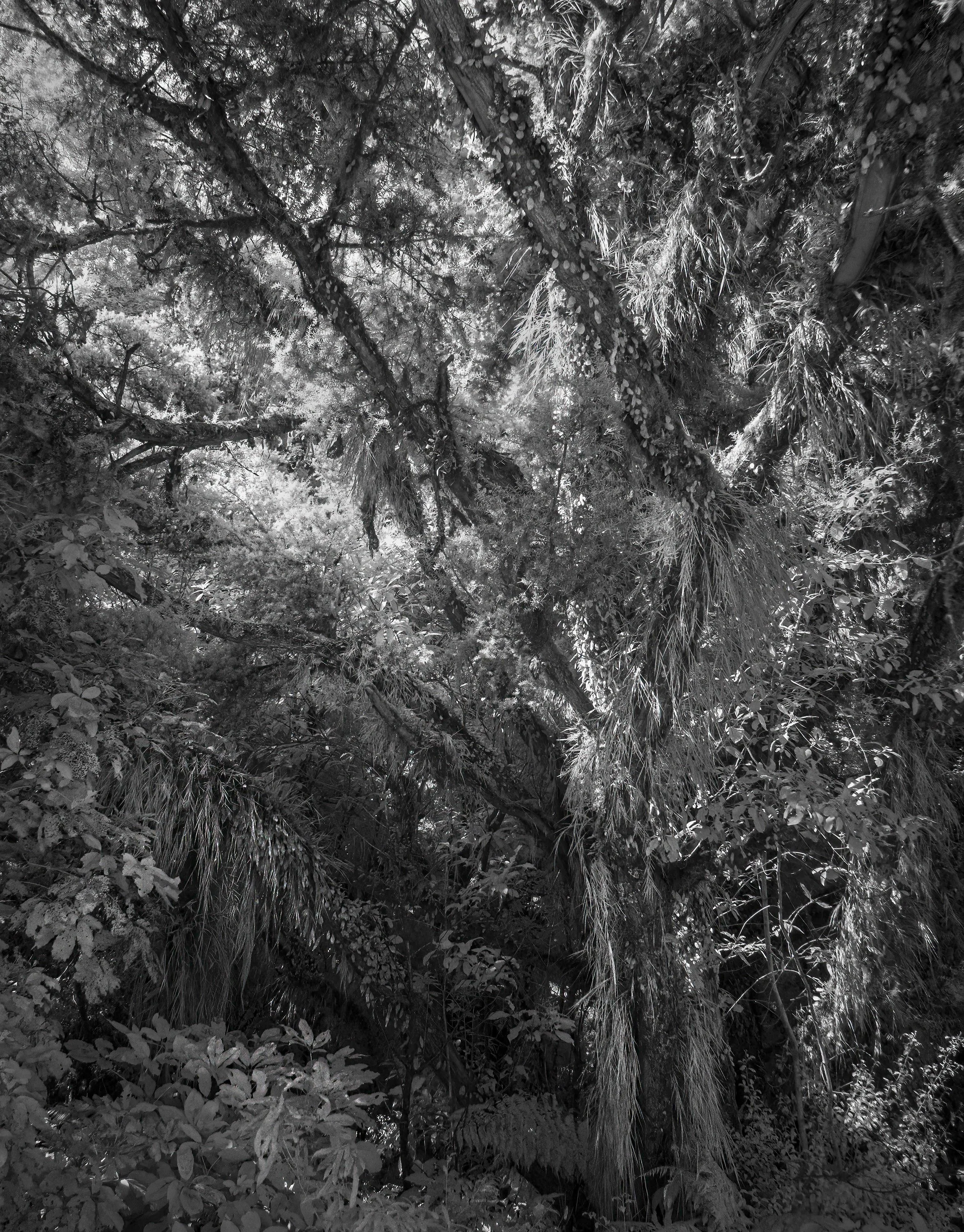 new-zealand-forest_53625421544_o.jpg