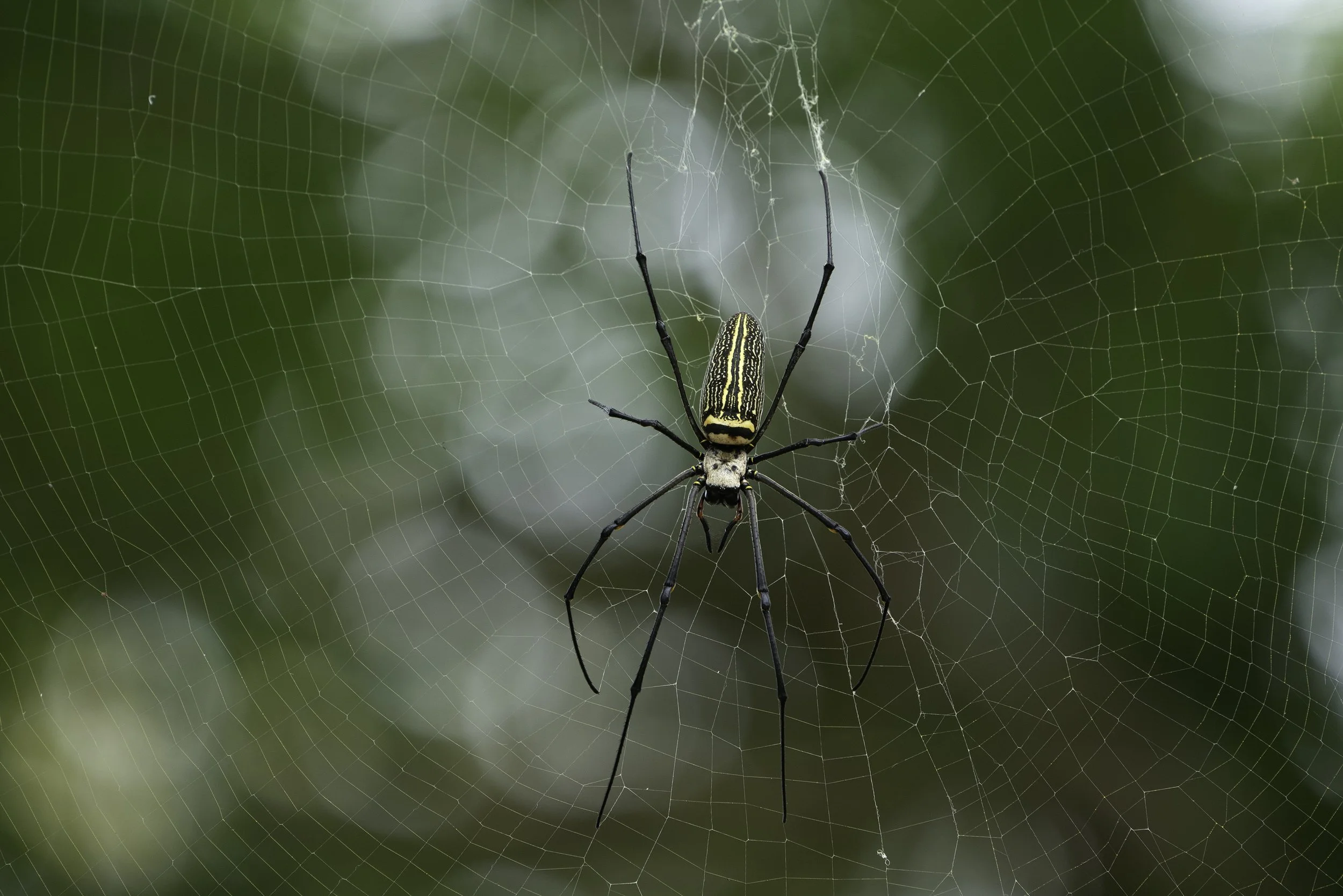 Spider