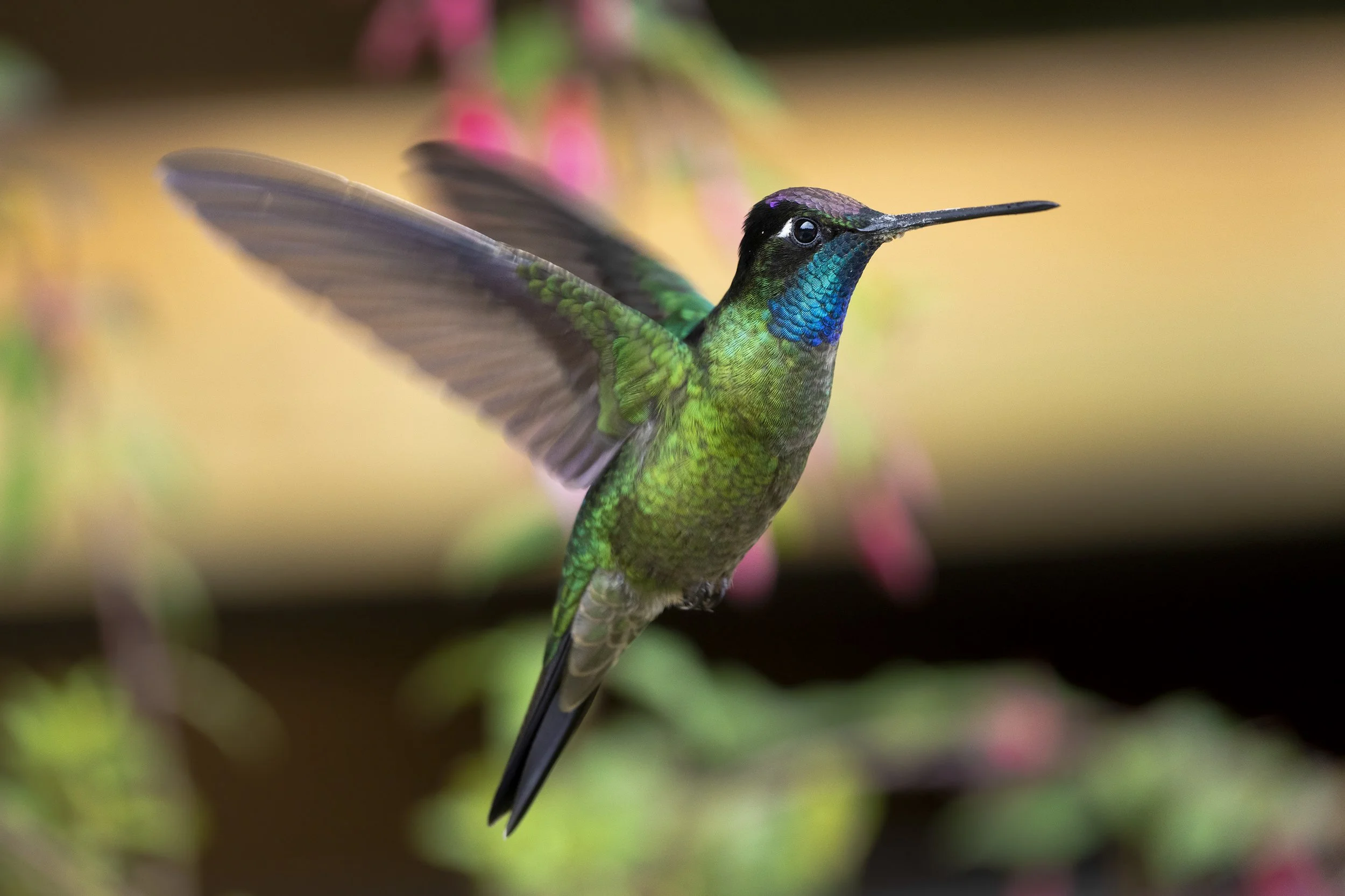 Talamanca Hummingbird  