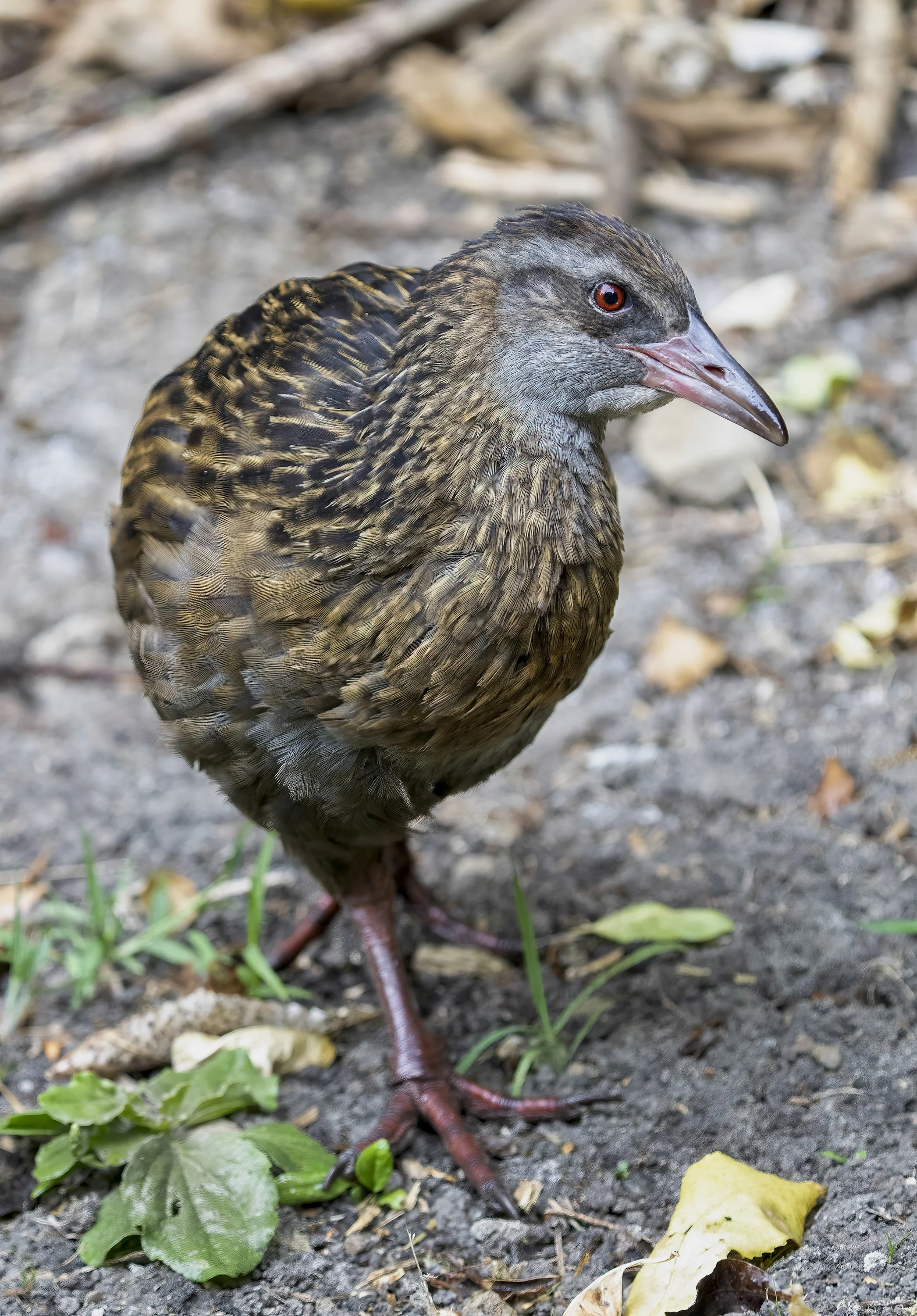 Weka