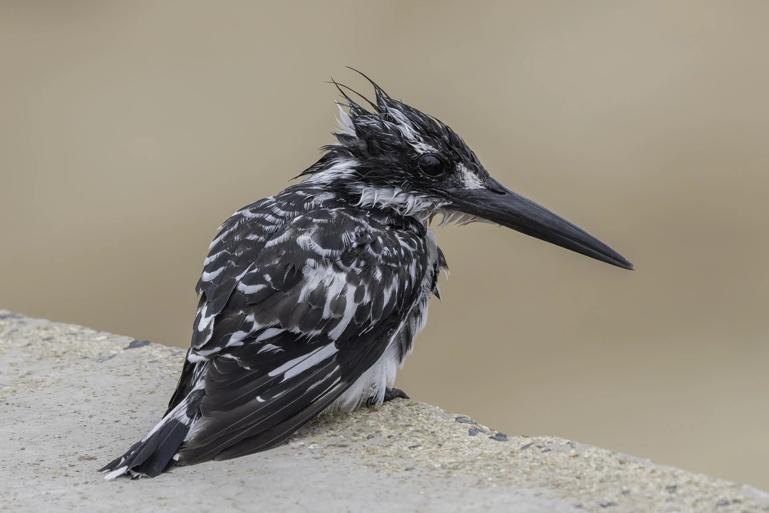  Pied Kingfisher