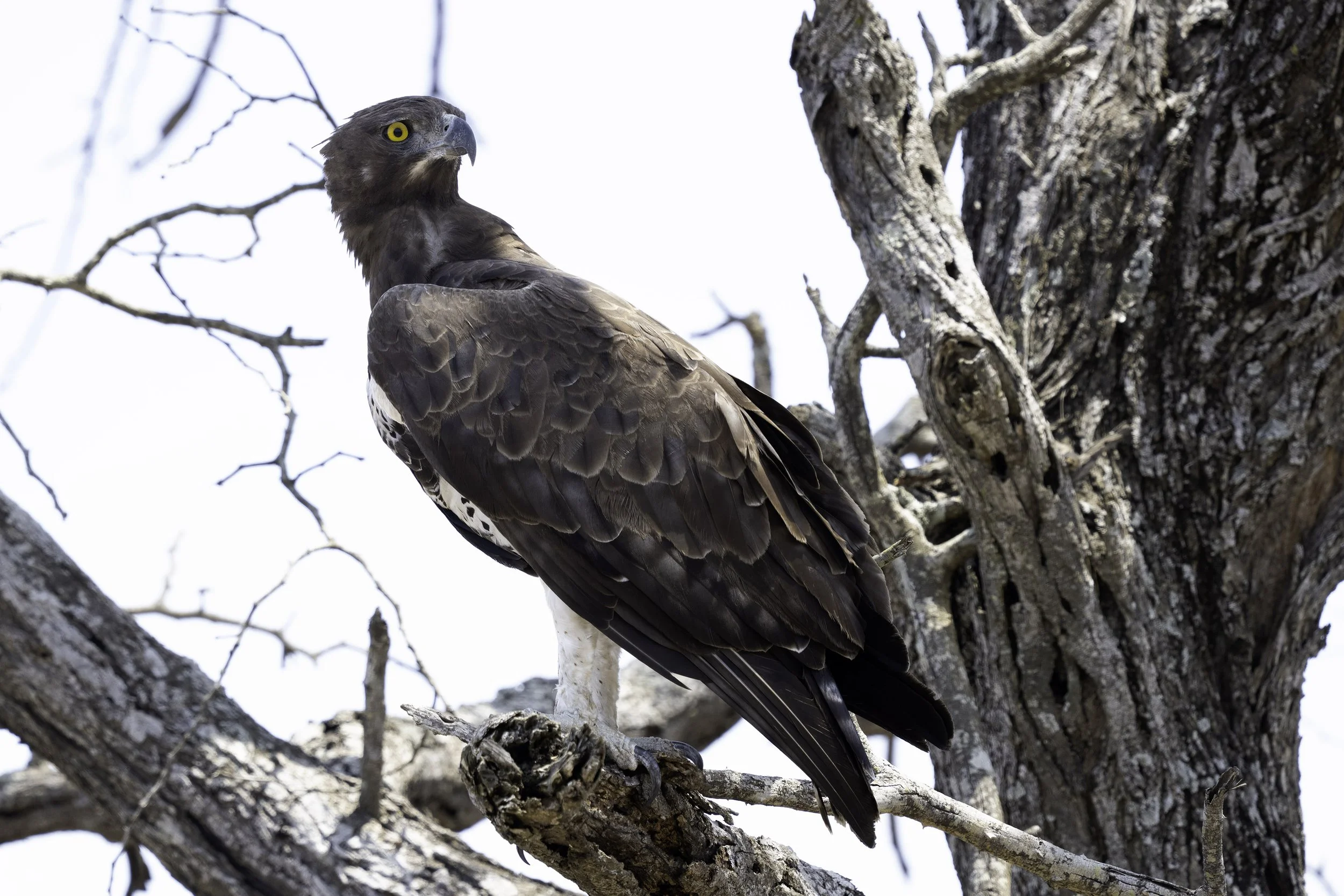  Martial Eagle