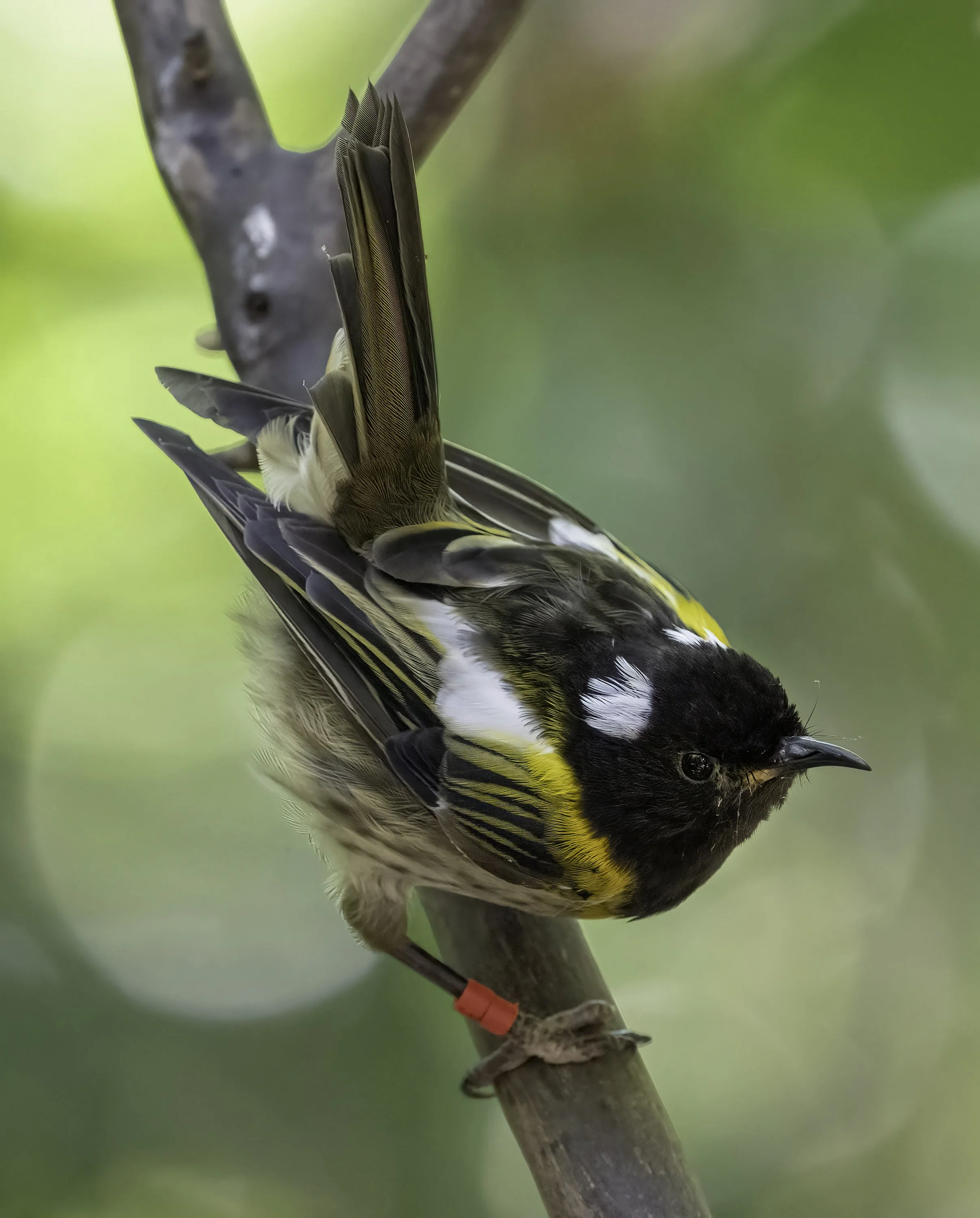 Stitchbird