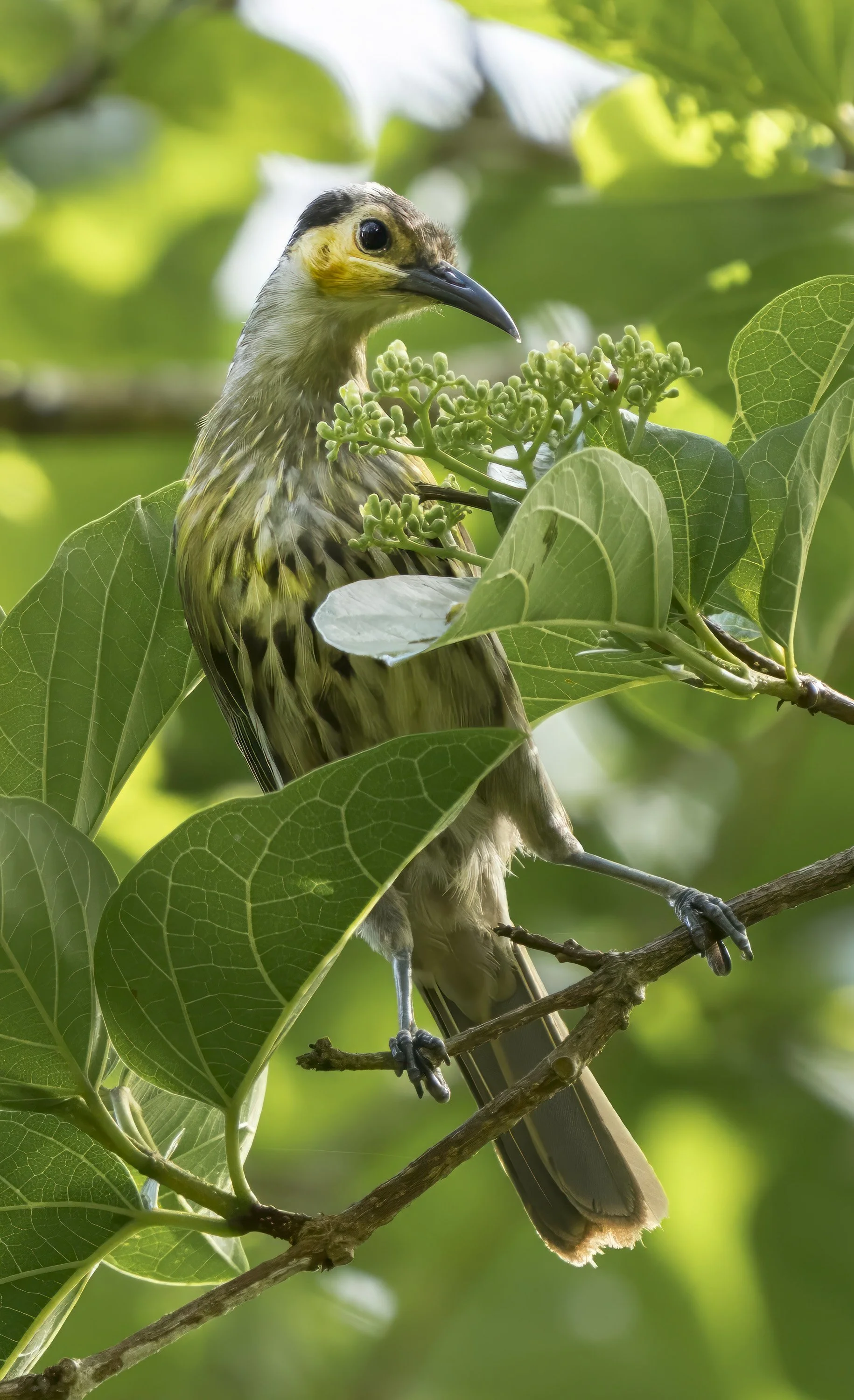  Macleays Honeyeater