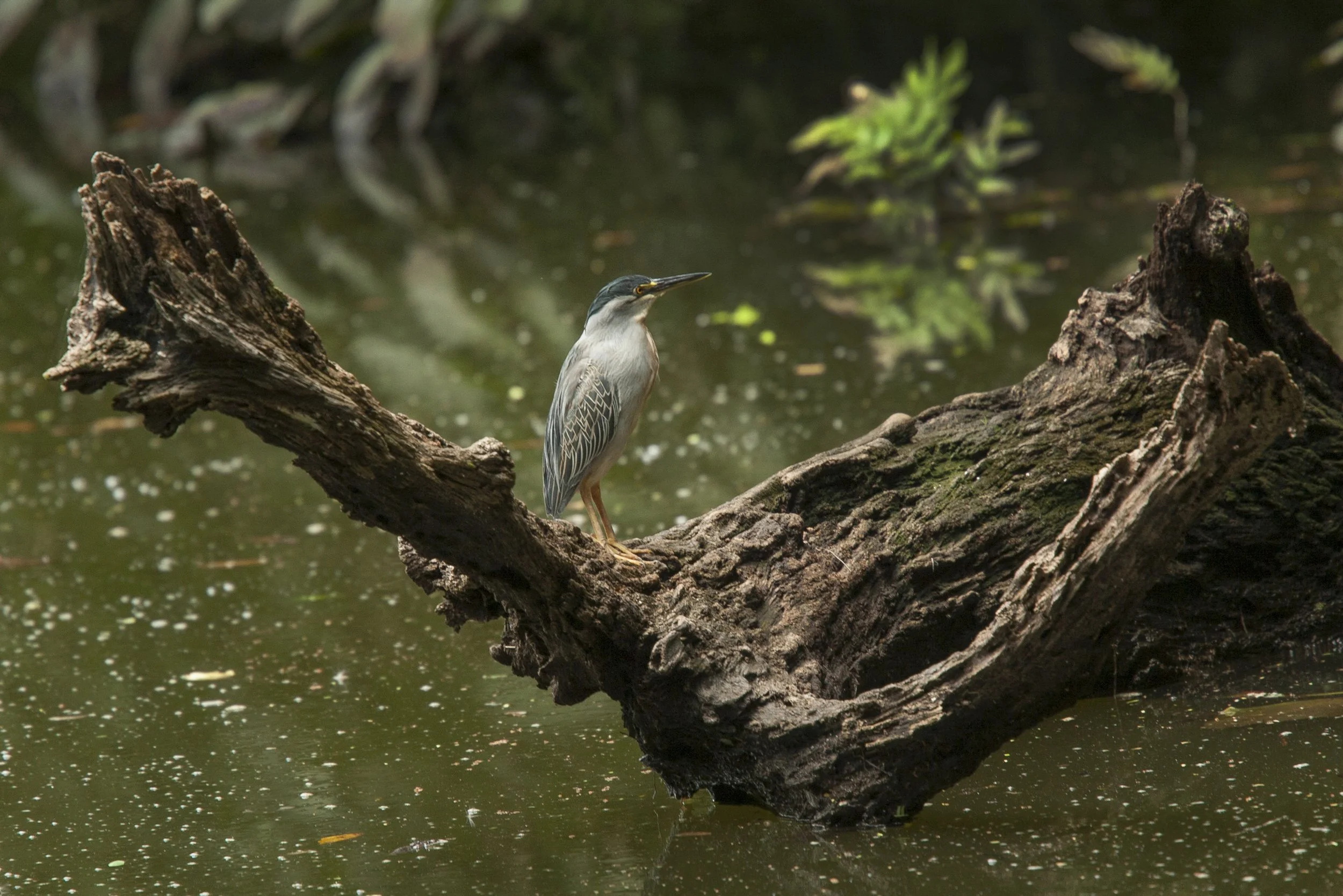 Striated Heron