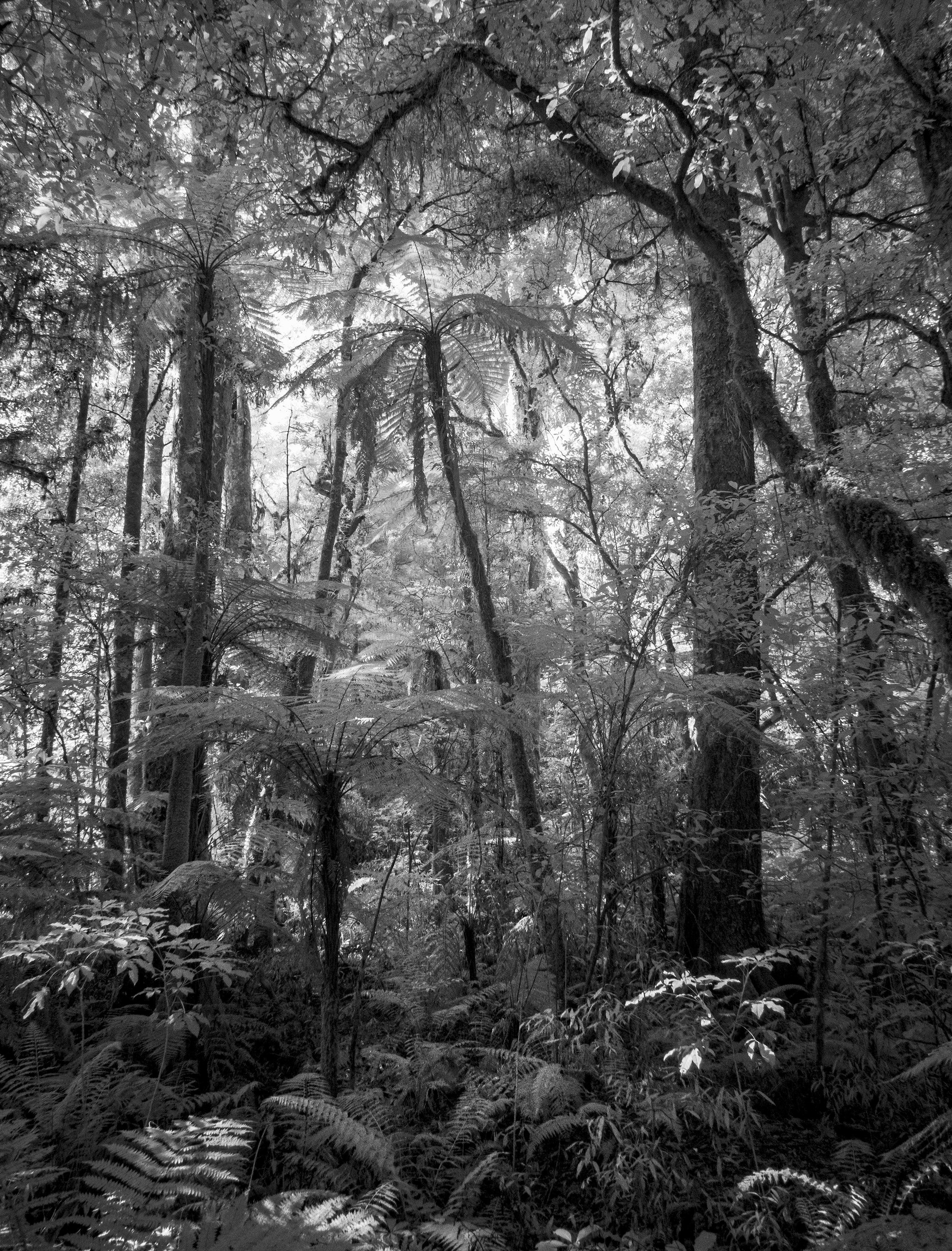 new-zealand-forest_53625534430_o.jpg