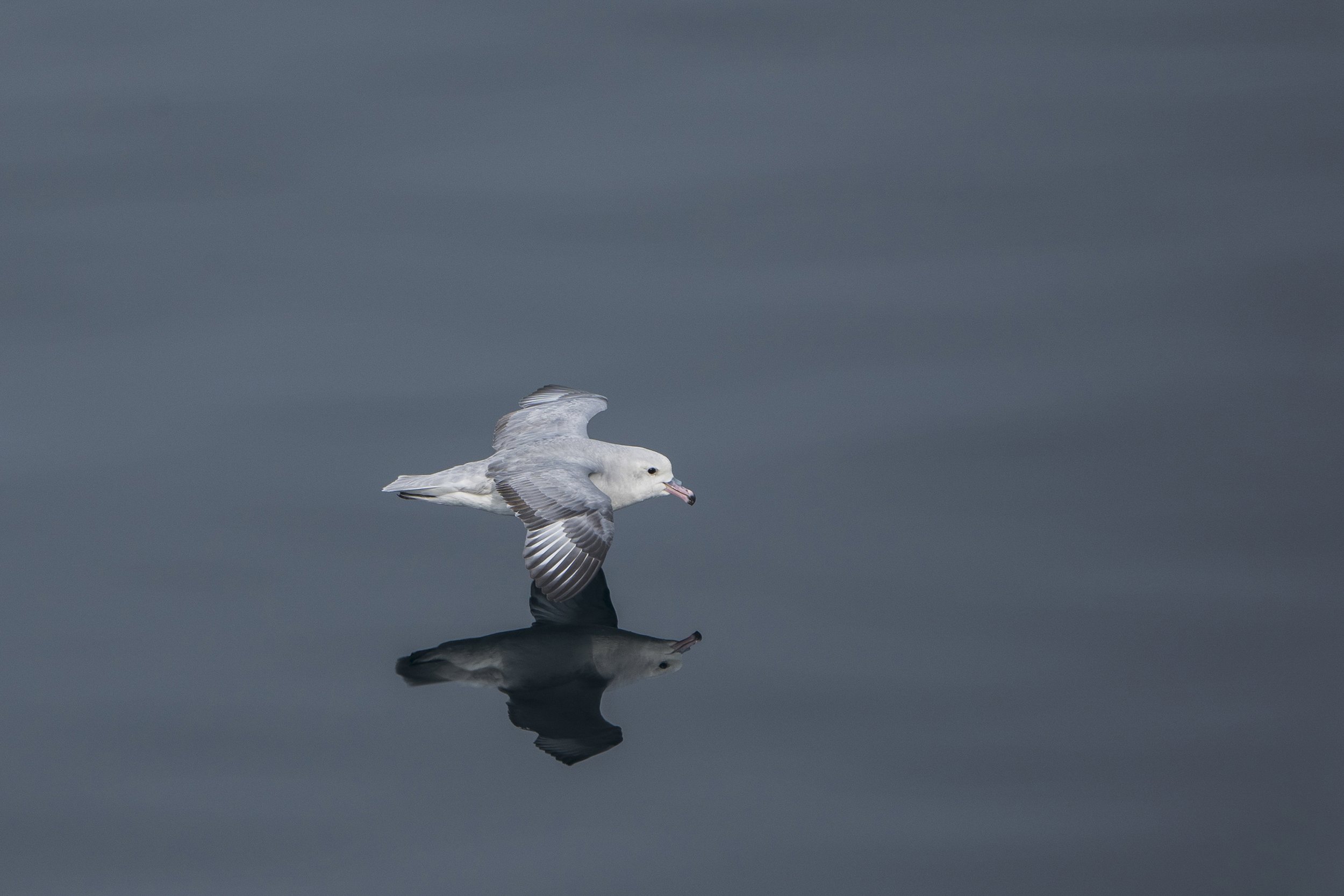 Southern Fulmar