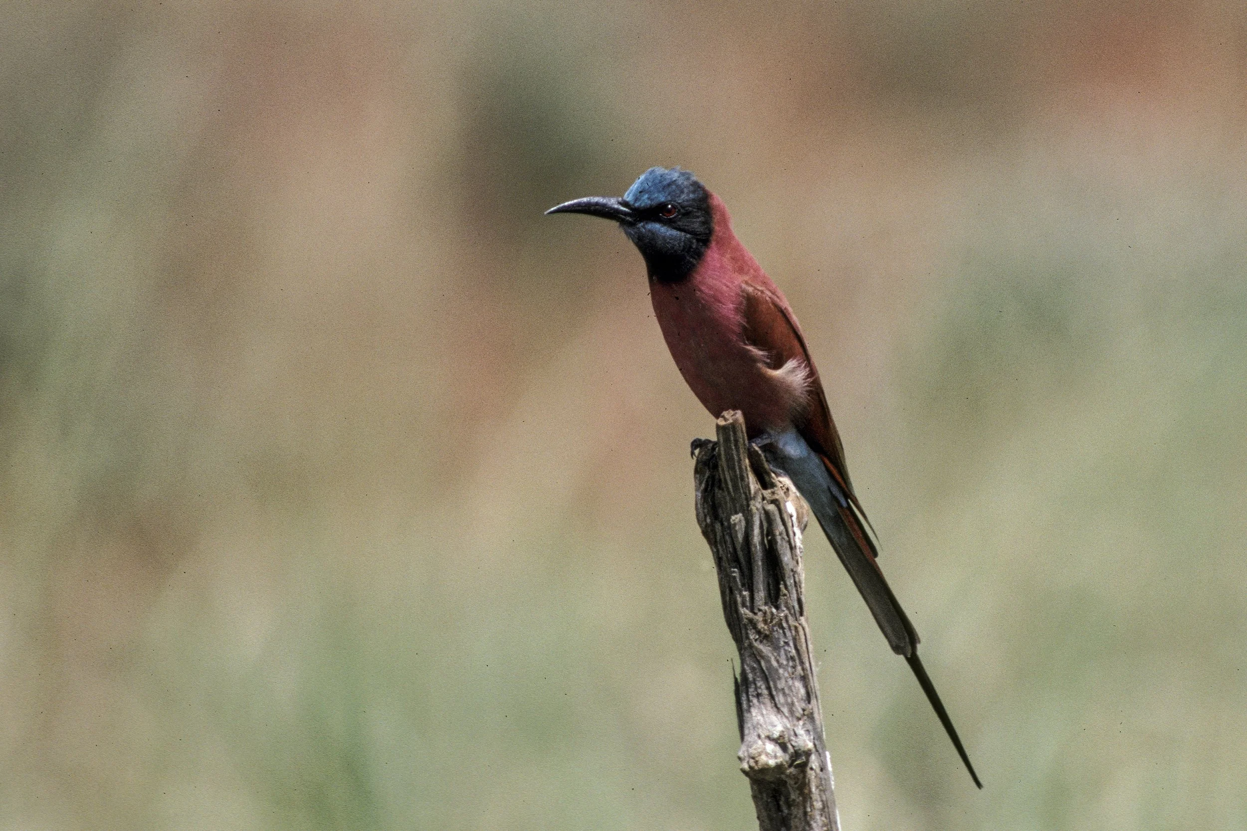 Carmine Bee Eater