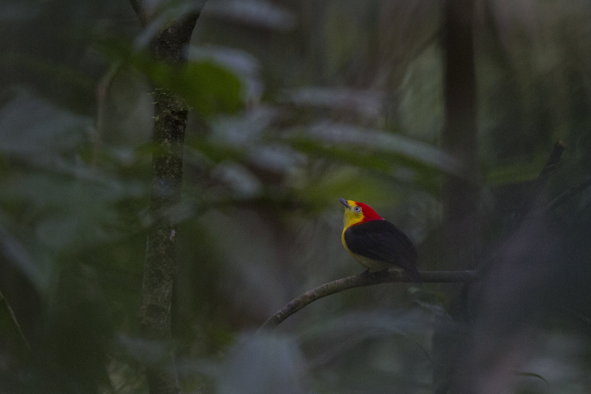 Wire Tailed Manakin