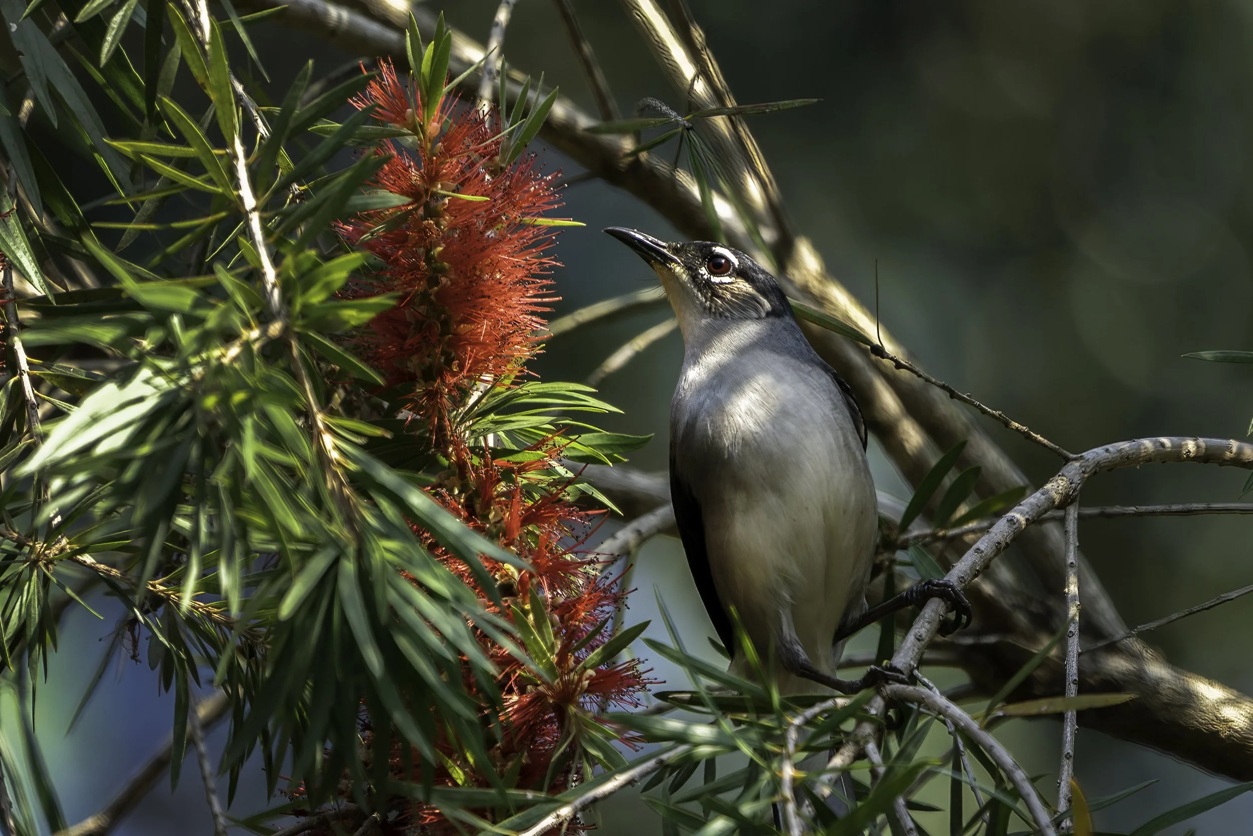 Black-headed Sibia 