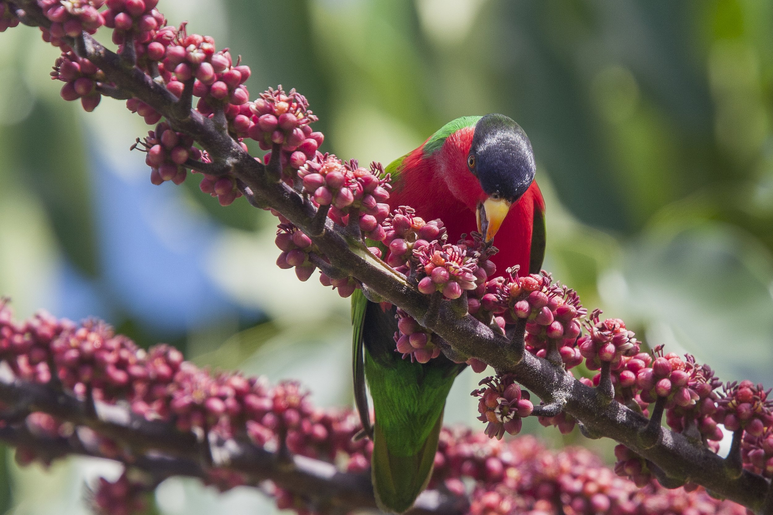 Collared Lory