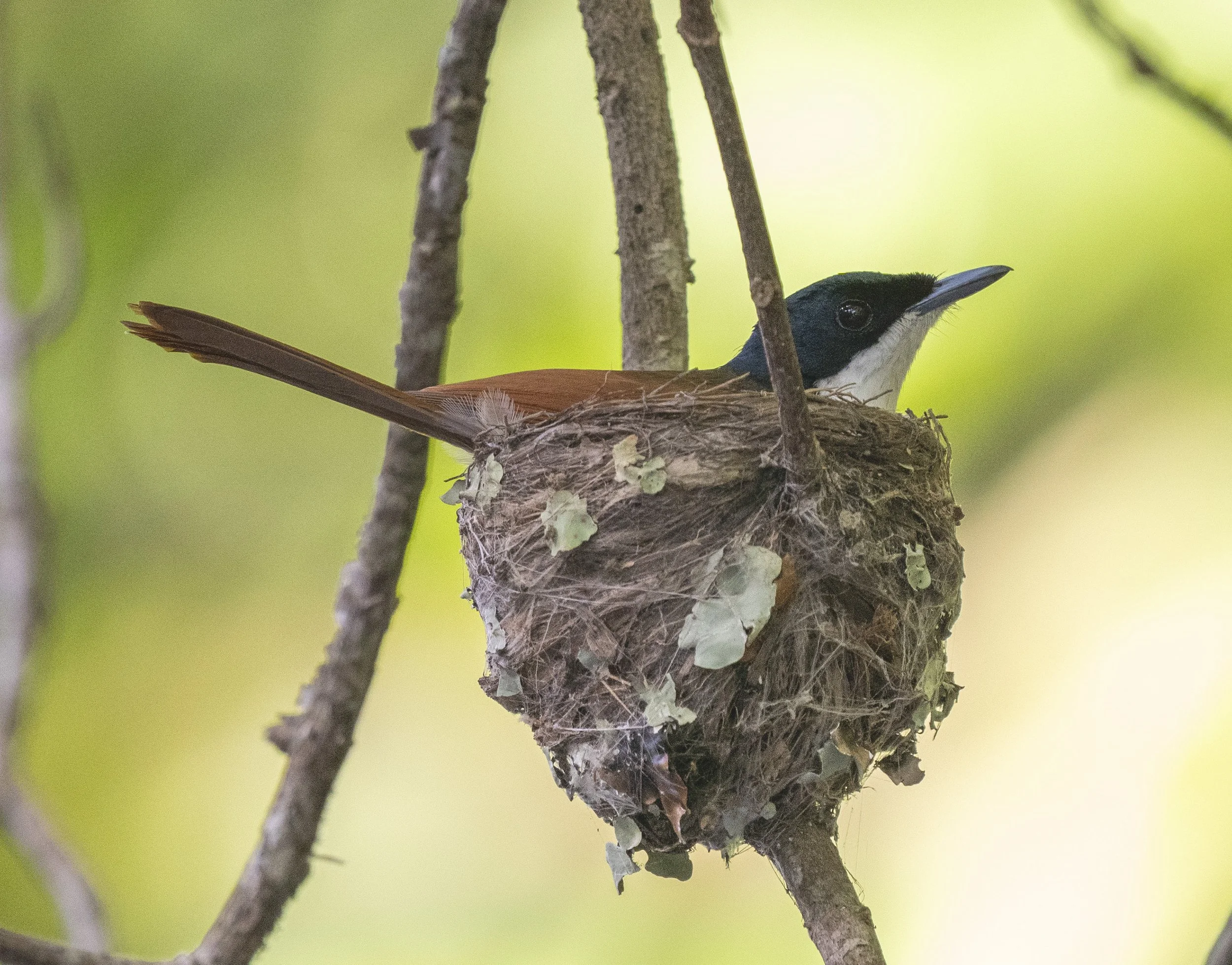 Shining Flycatcher