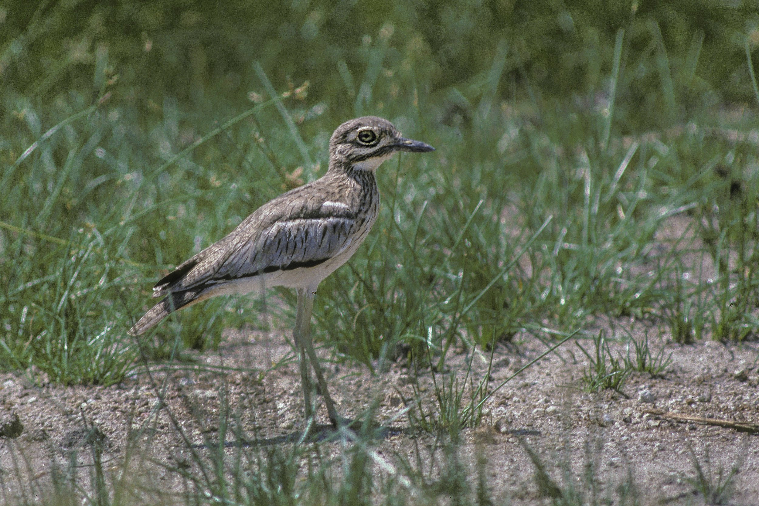 Water Thick Knee