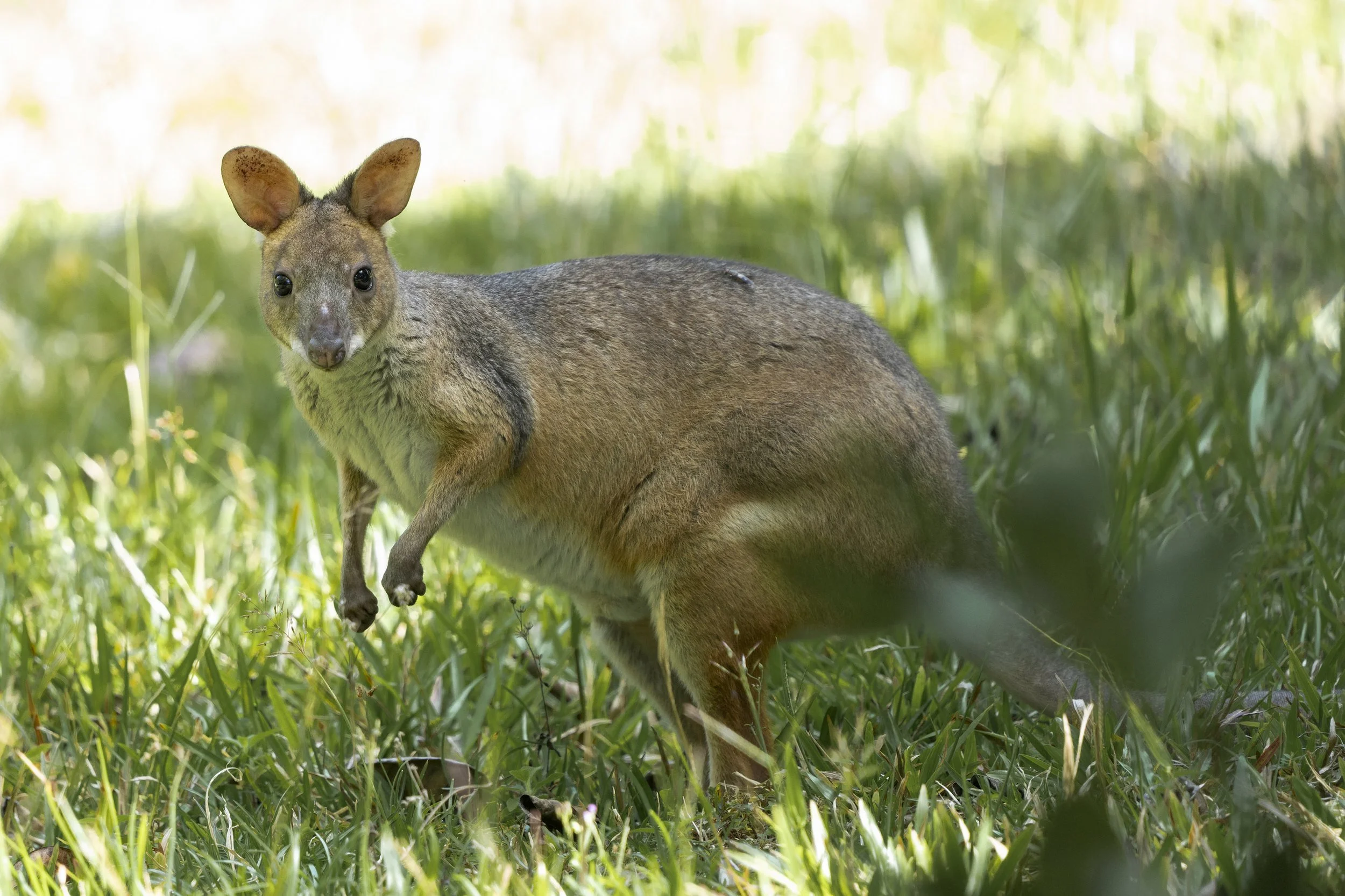 Red-legged Pademelon, Australia