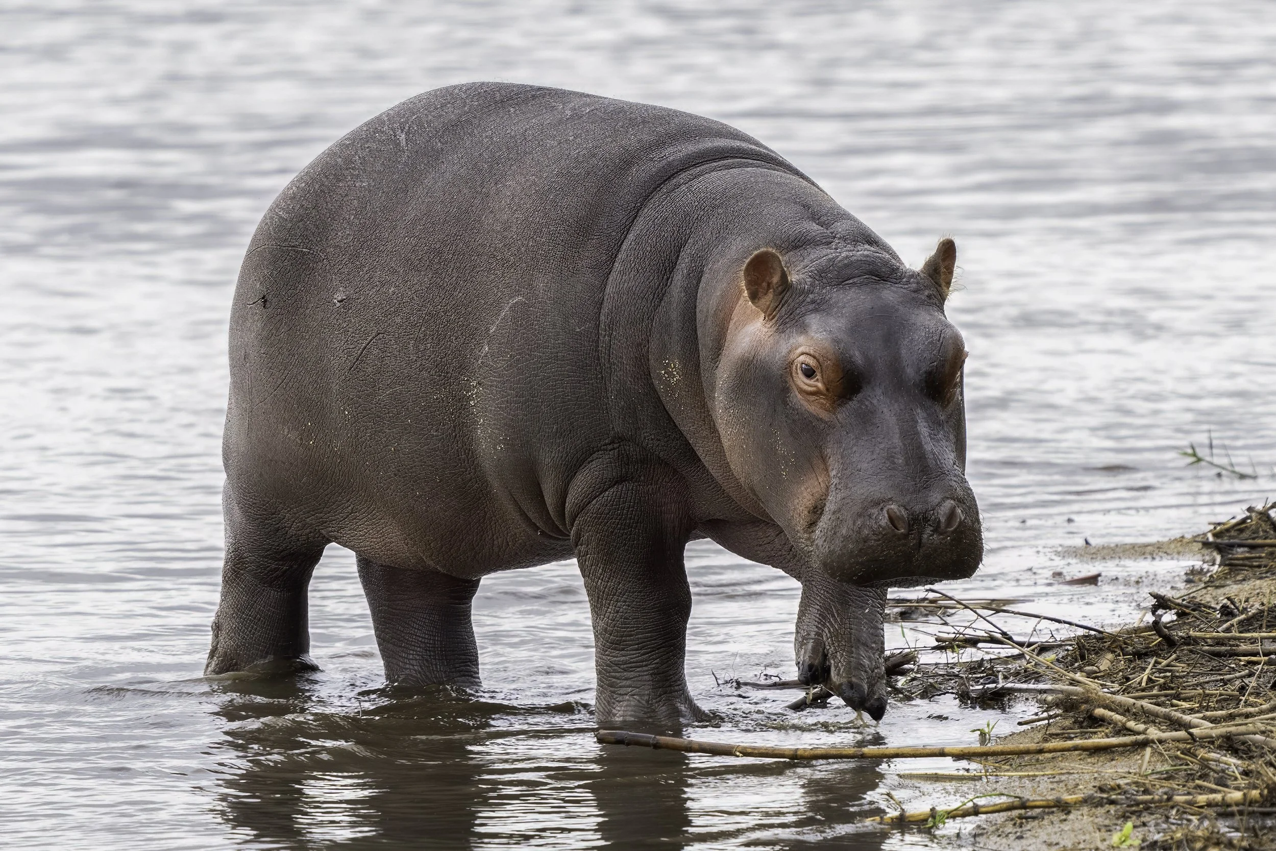 Hippo