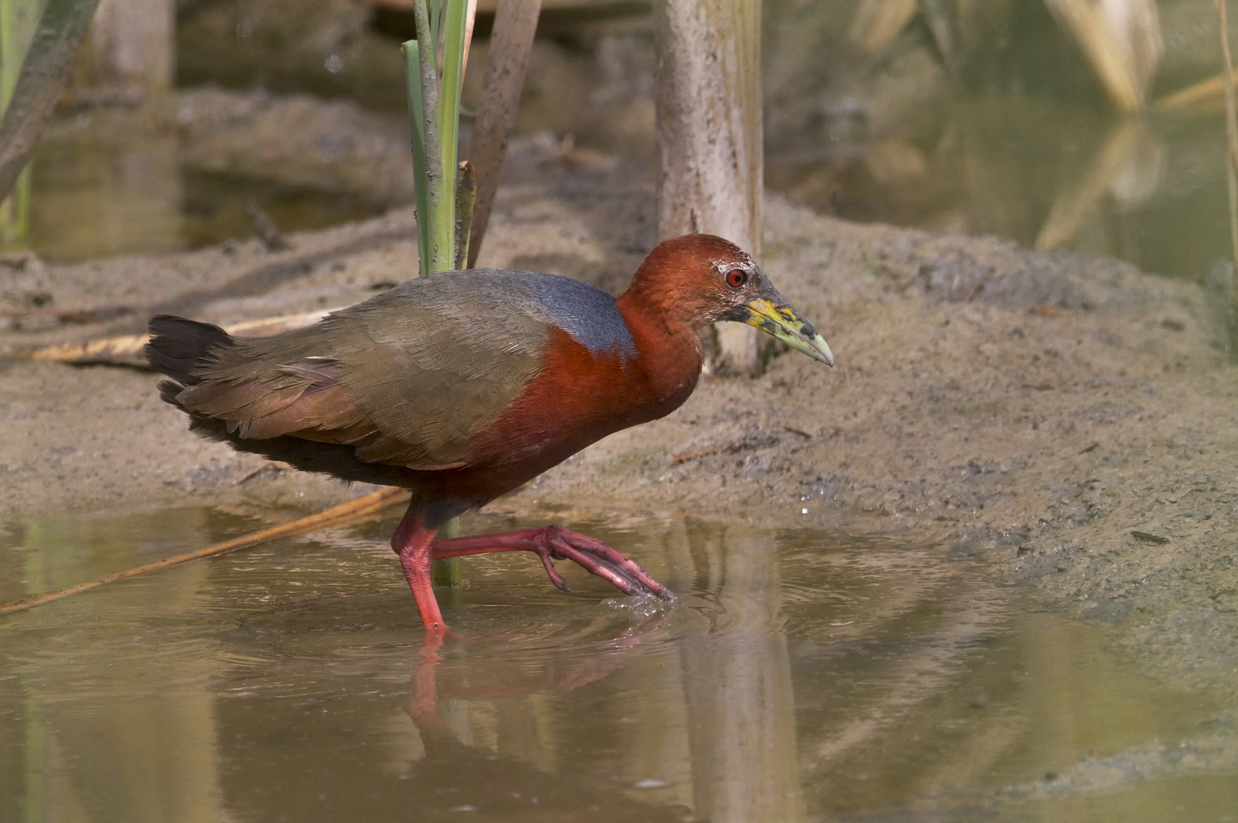 Rufous Necked Woodrail