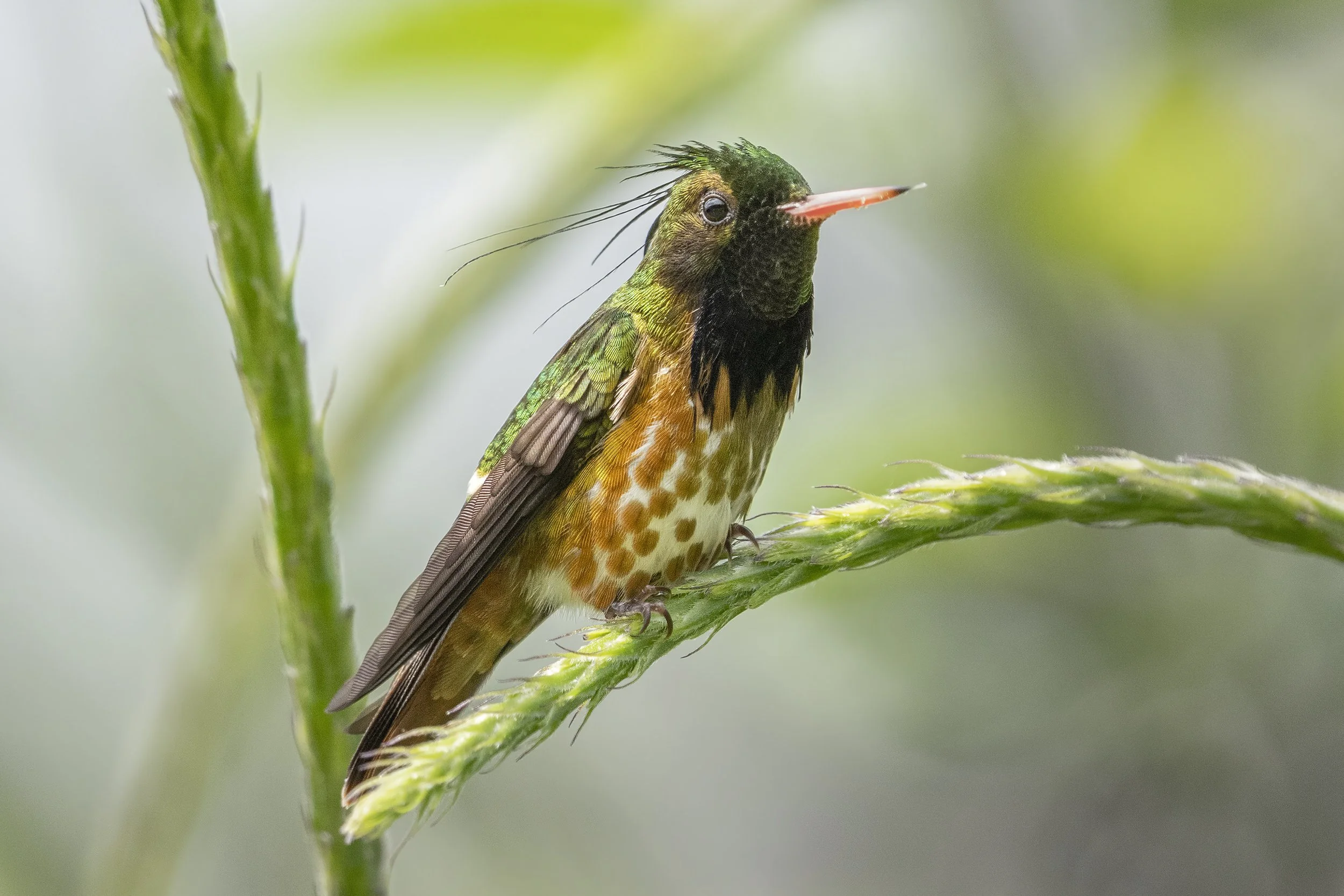 Black-crested Coquette