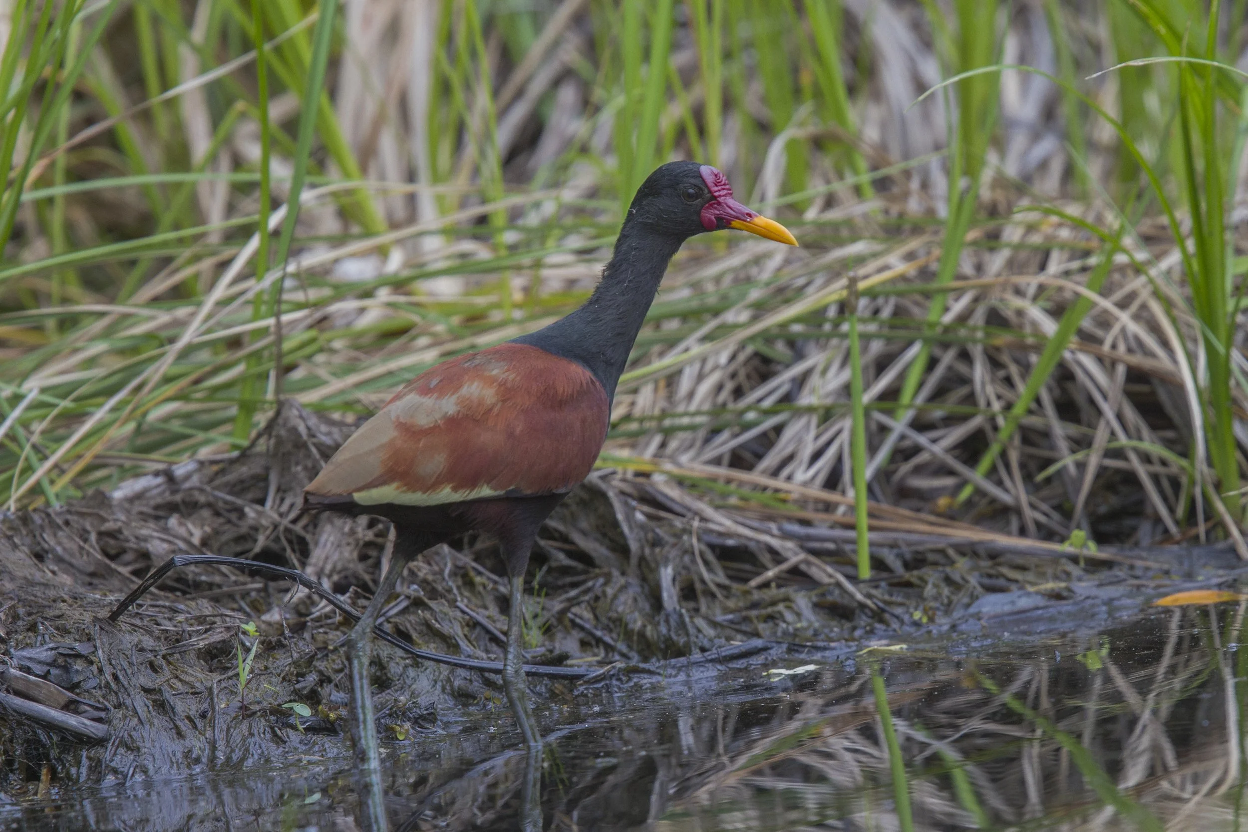 Wattled Jacana