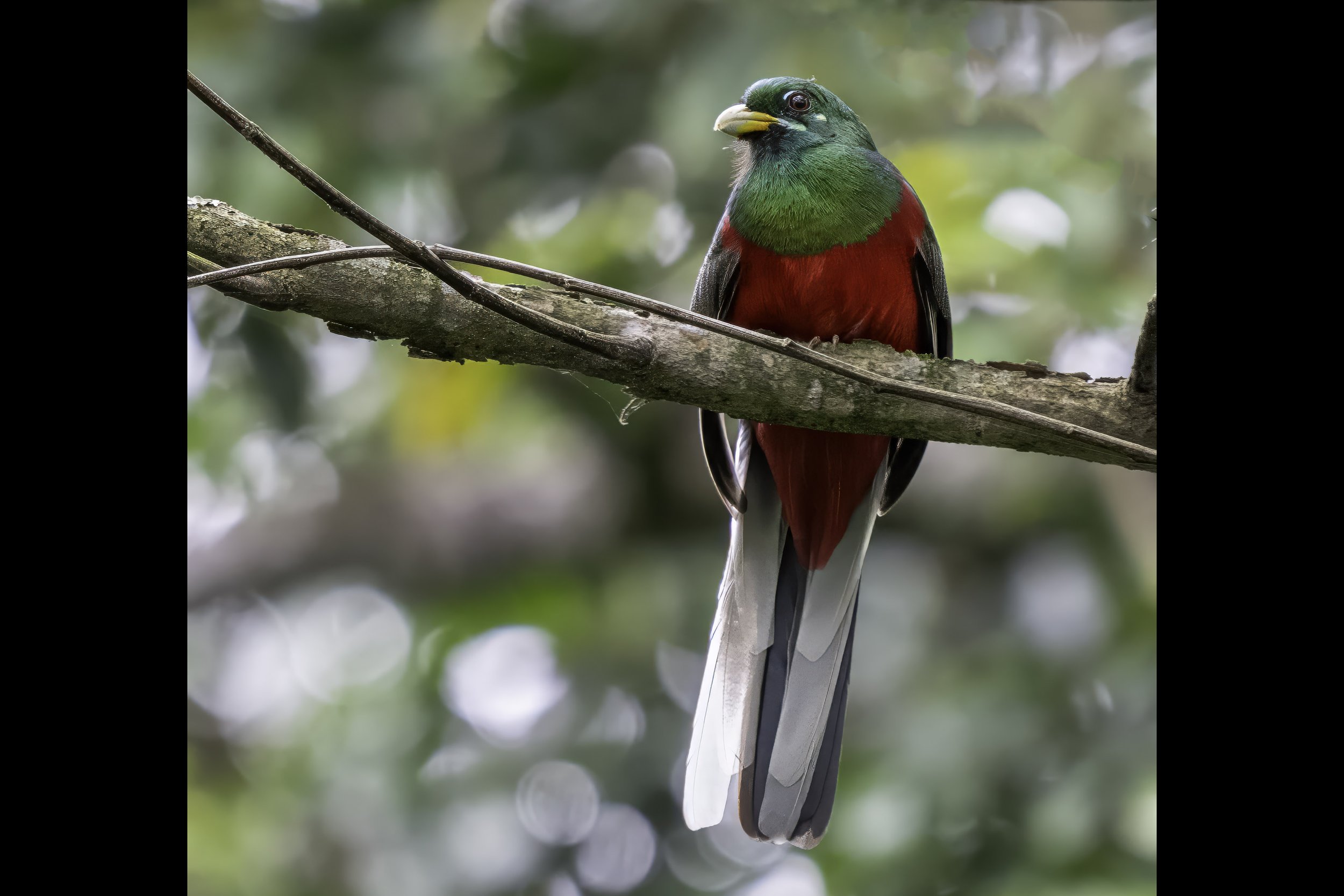 Narina Trogon