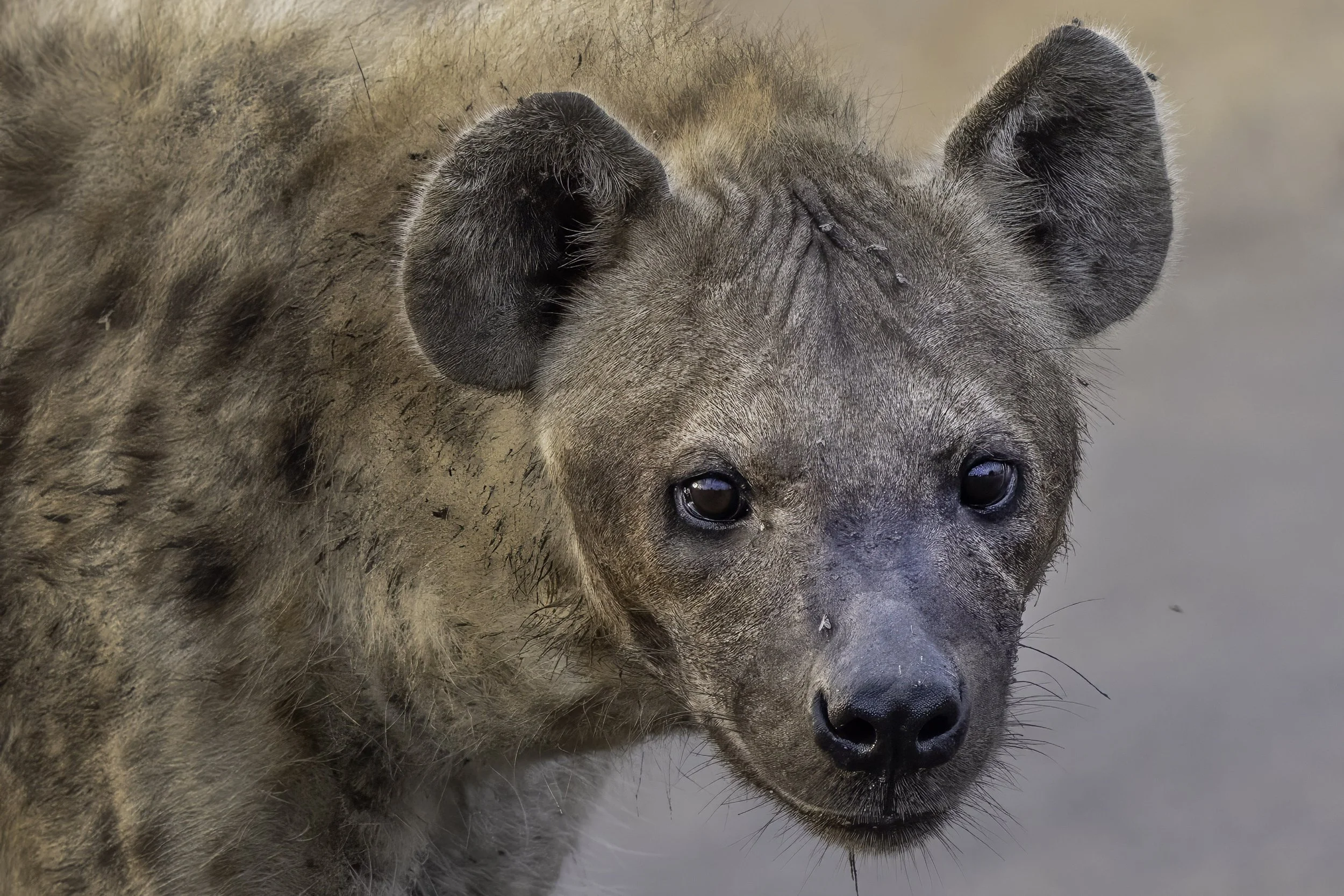 Spotted Hyena