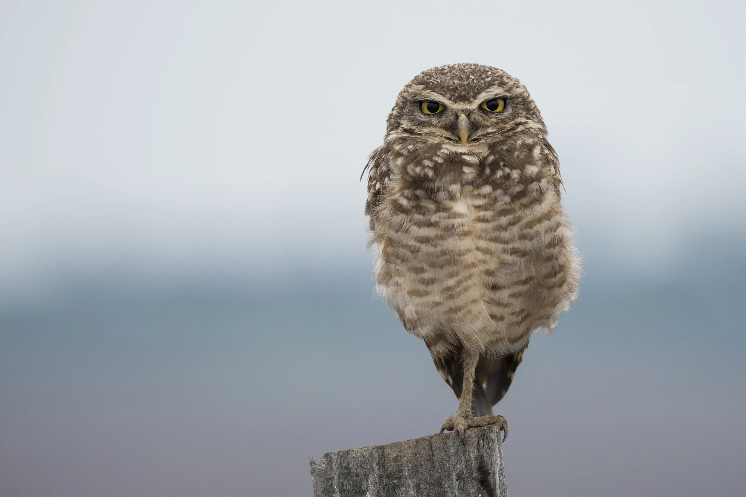 Burrowing Owl