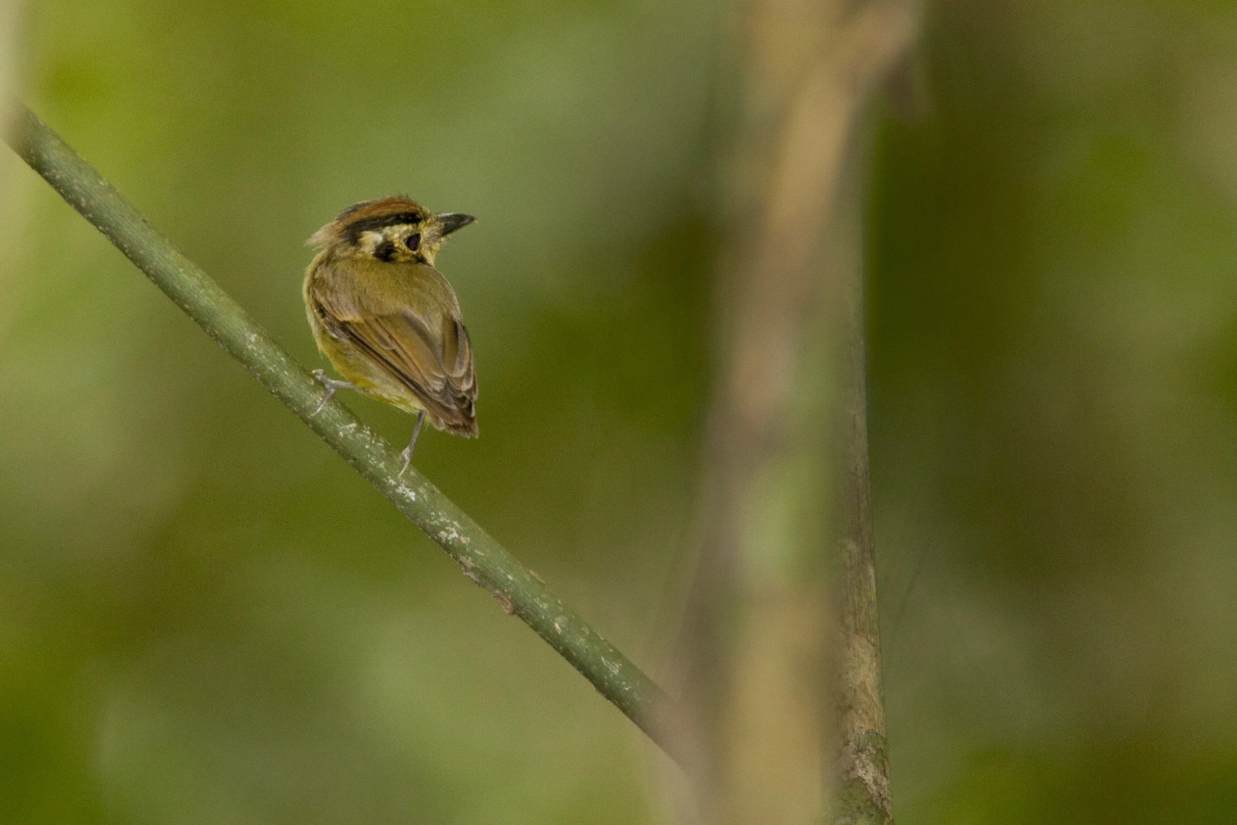 Golden Crowned Spadebill