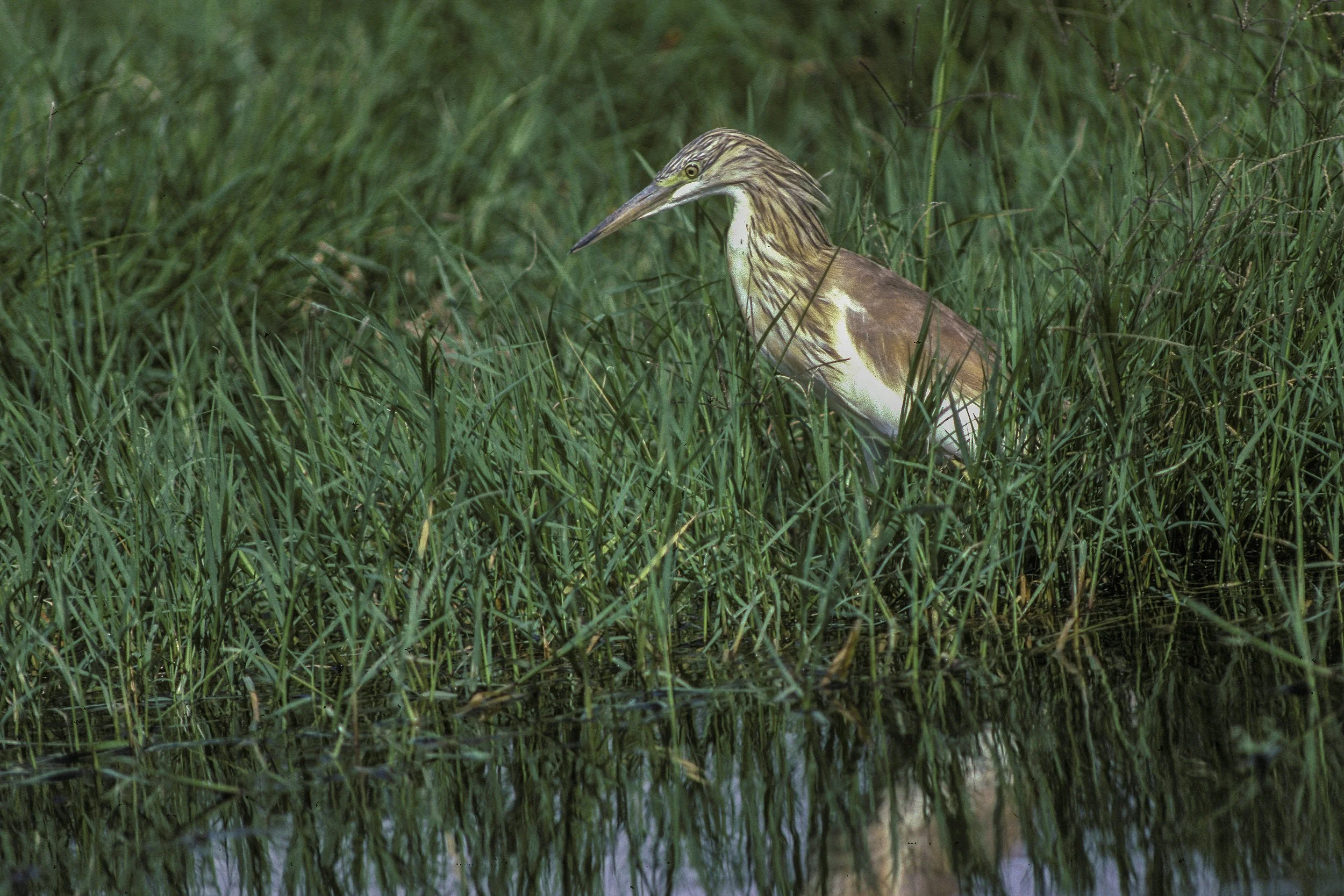 Squacco Heron