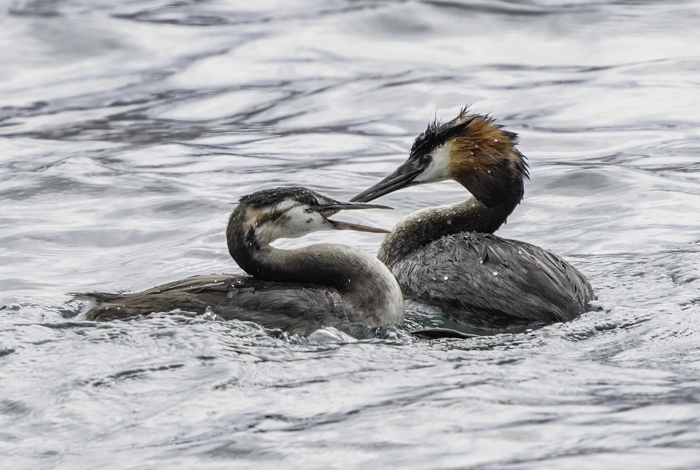Great Crested Grebe