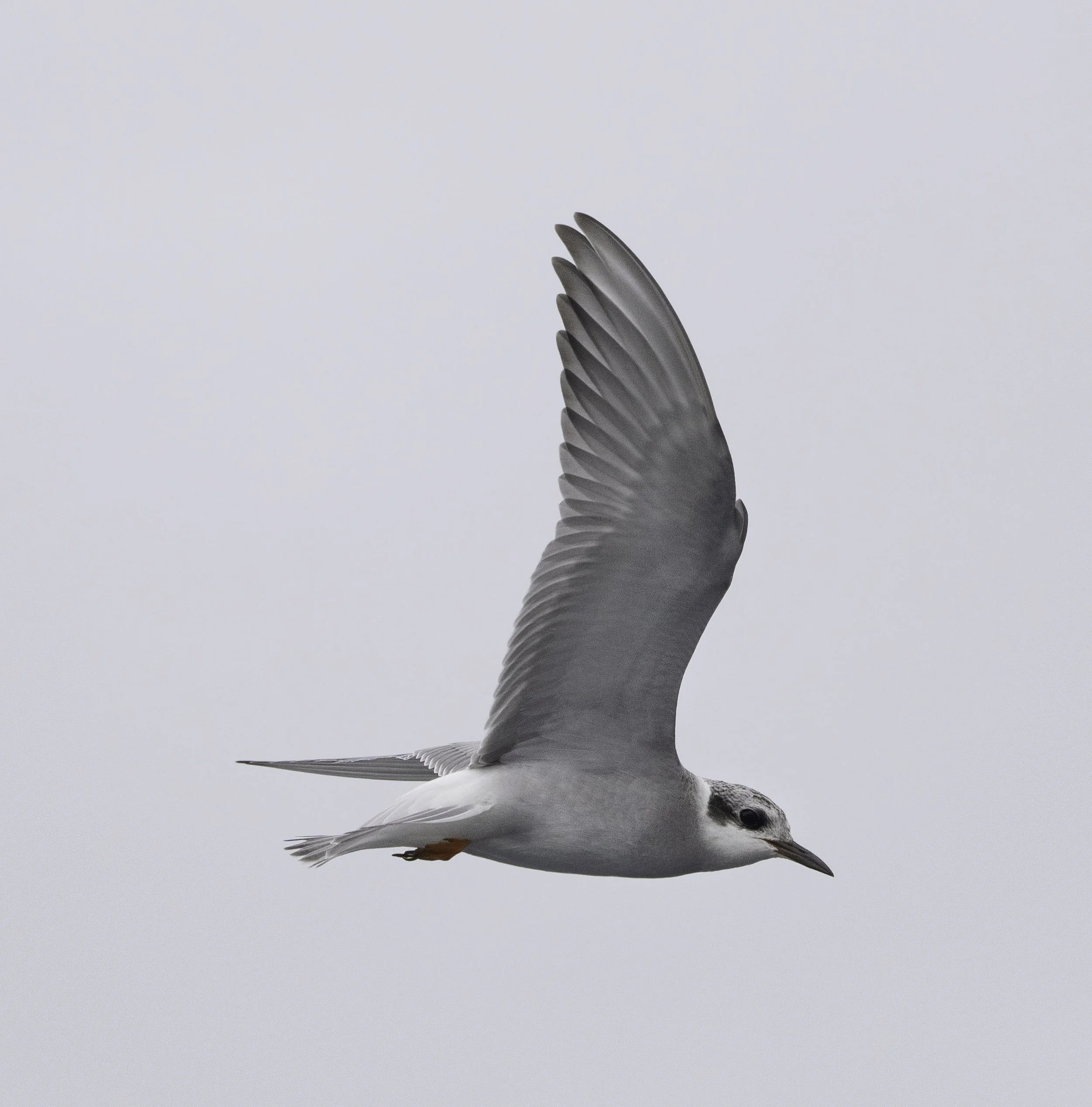 Black Fronted Tern