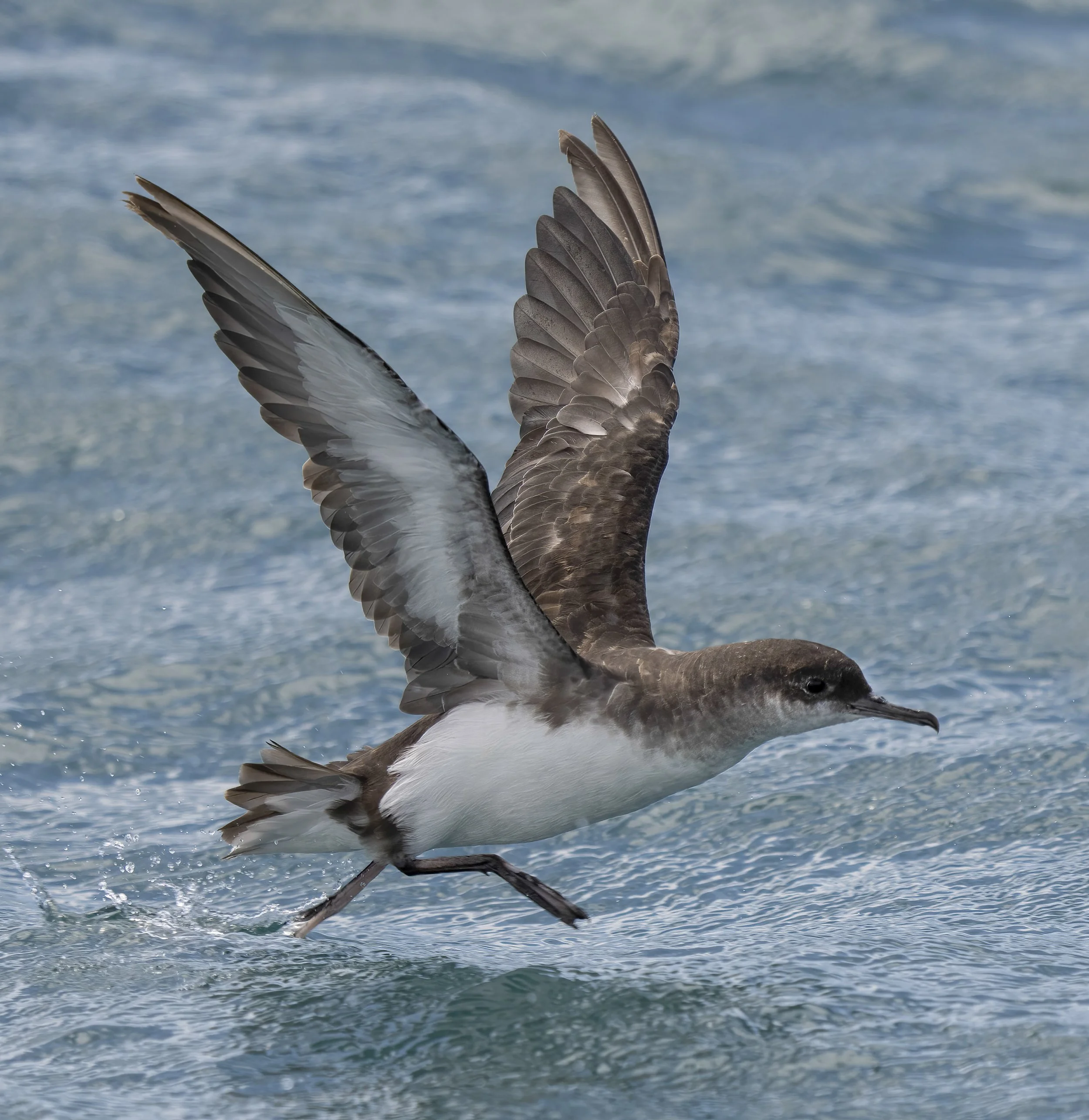 Fluttering Shearwater