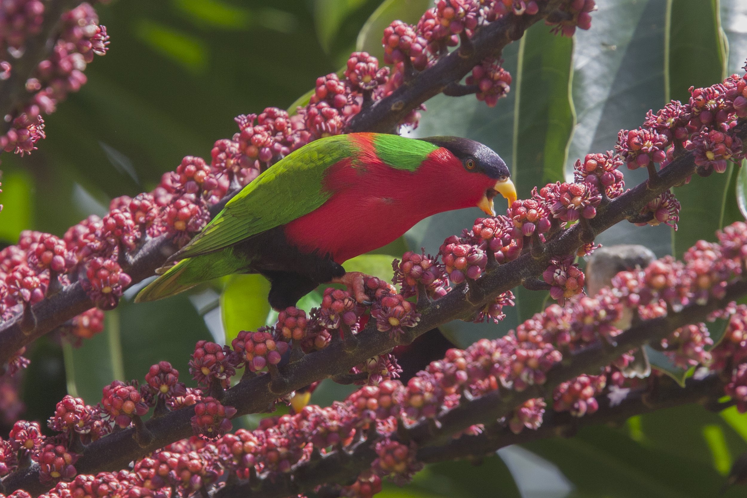 Collared Lory