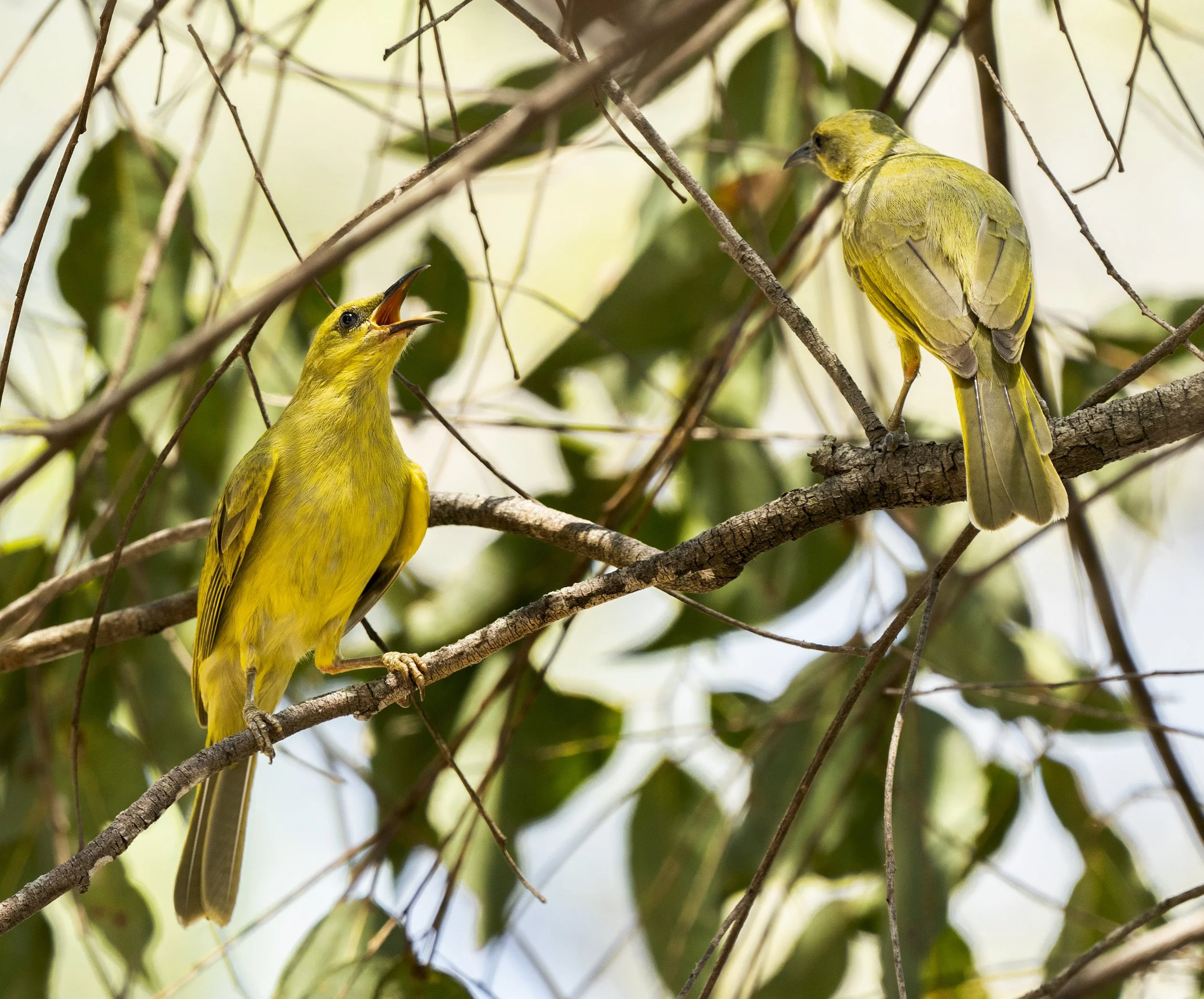 Yellow Honeyeater
