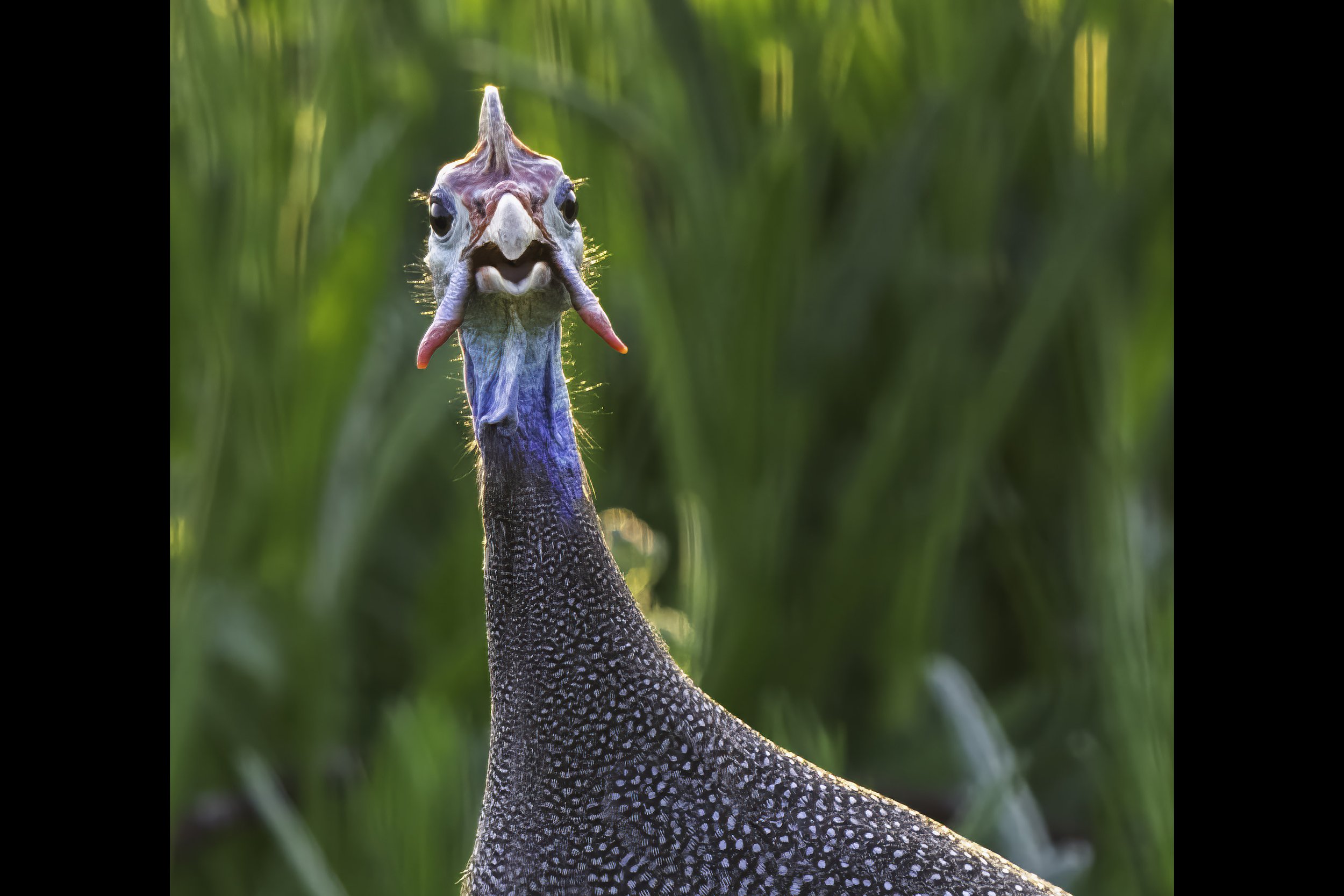 Helmeted Guineafowl