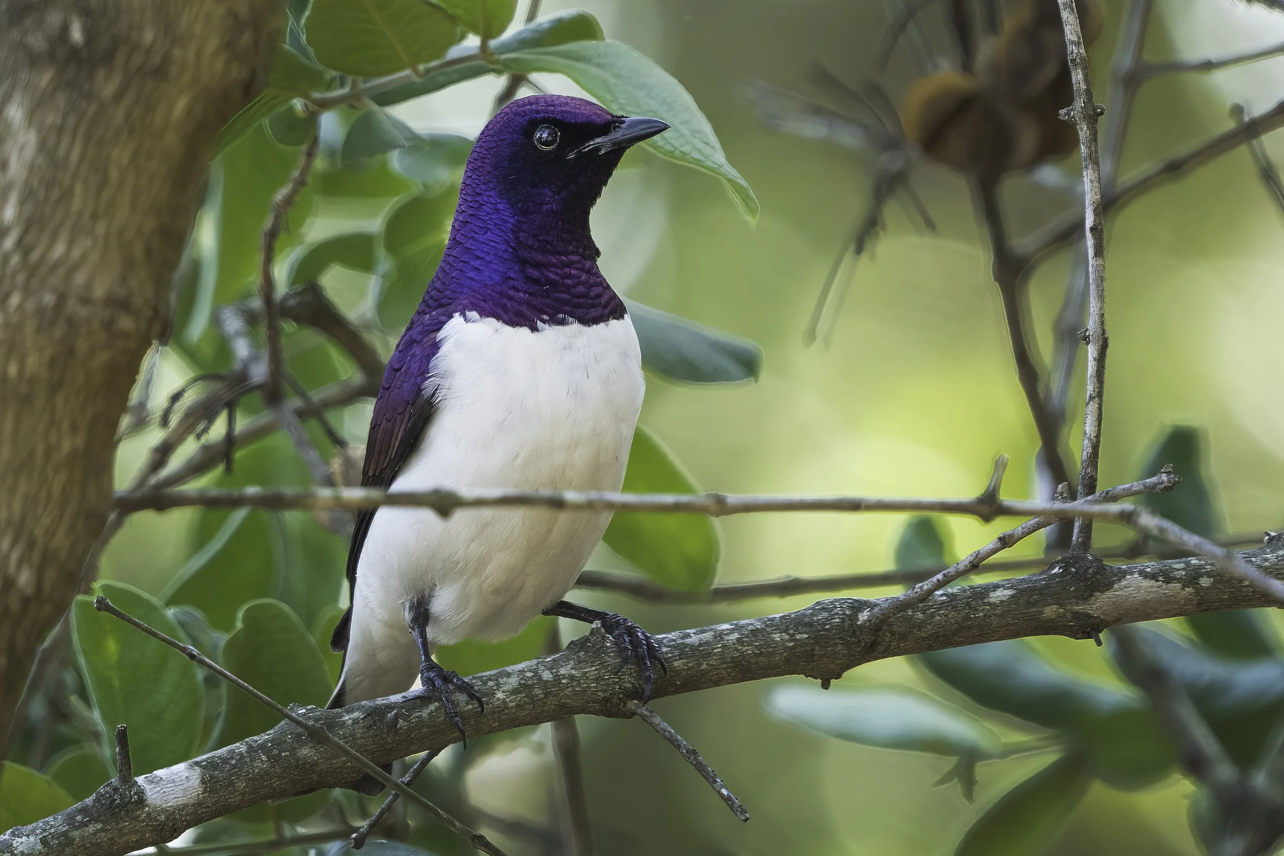 Violet Backed Starling