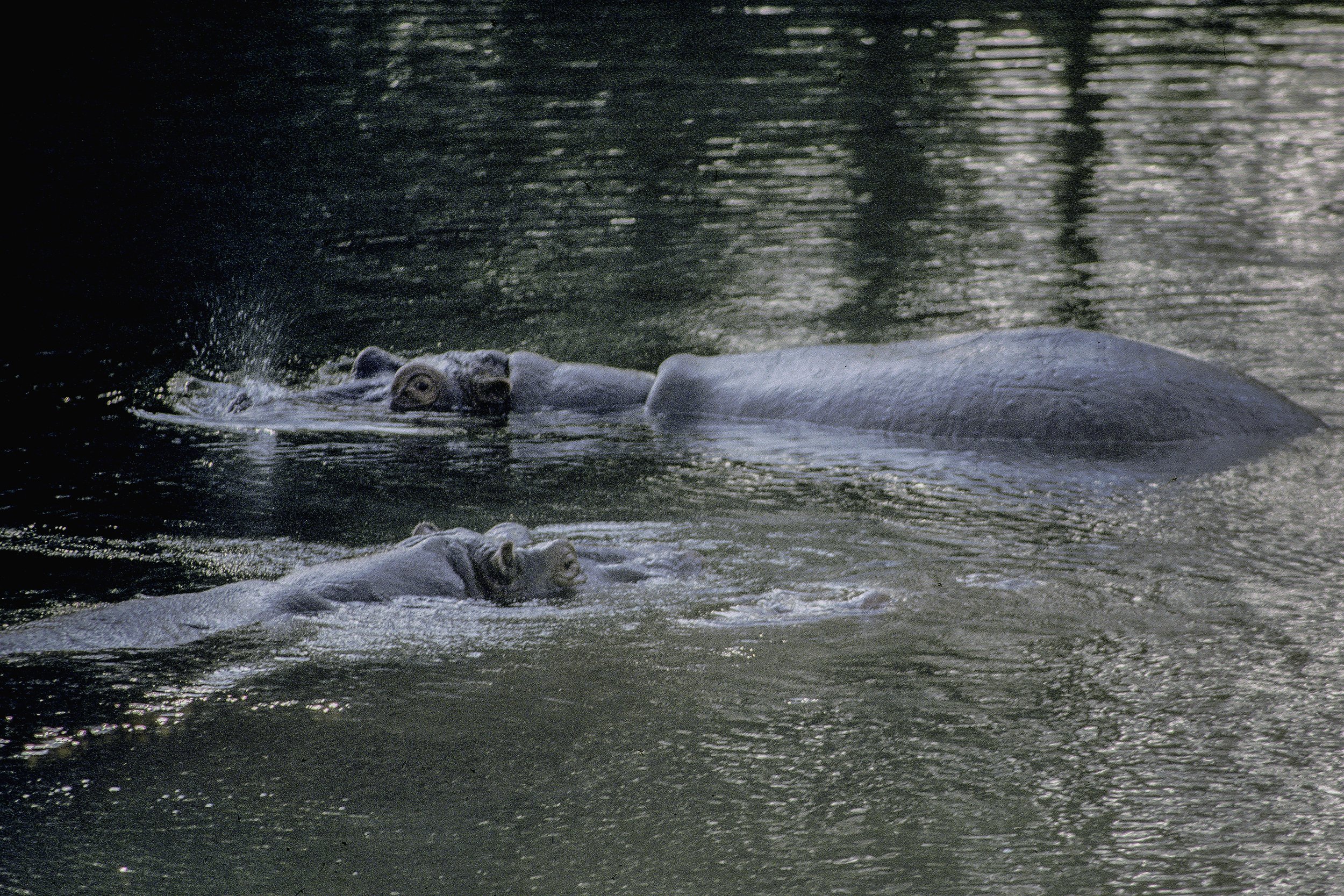 Hippo