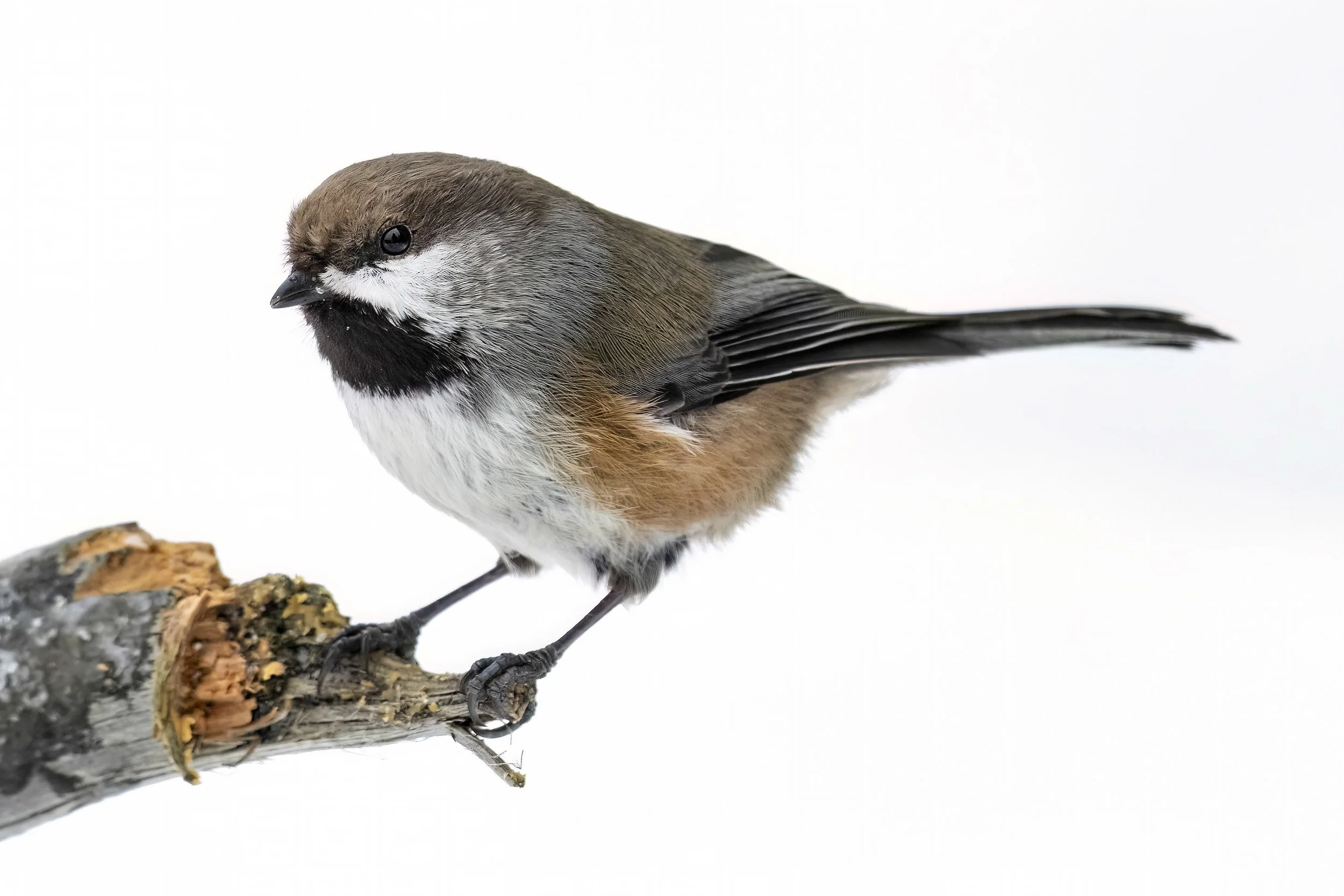 Boreal Chickadee