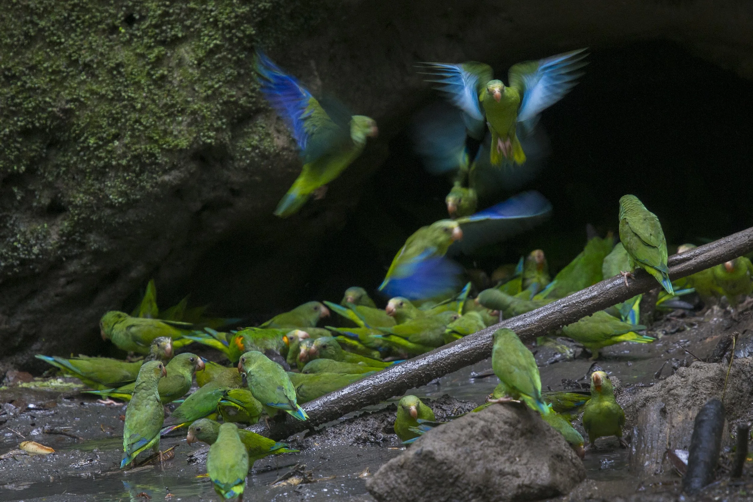 Blue Winged Parrotlet